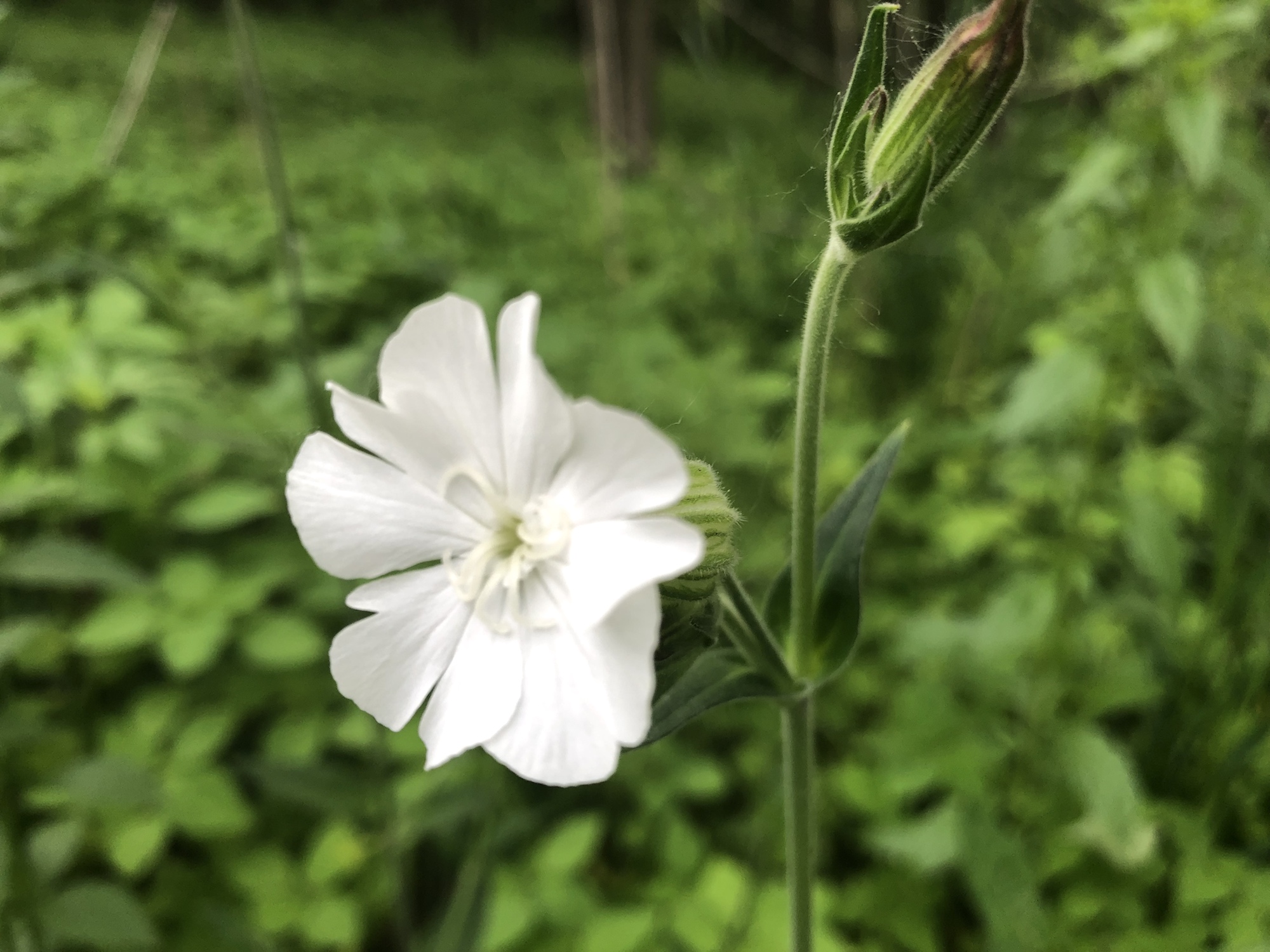 White Campion in woods between Marion Dunn and Oak Savannan on June 9, 2019.