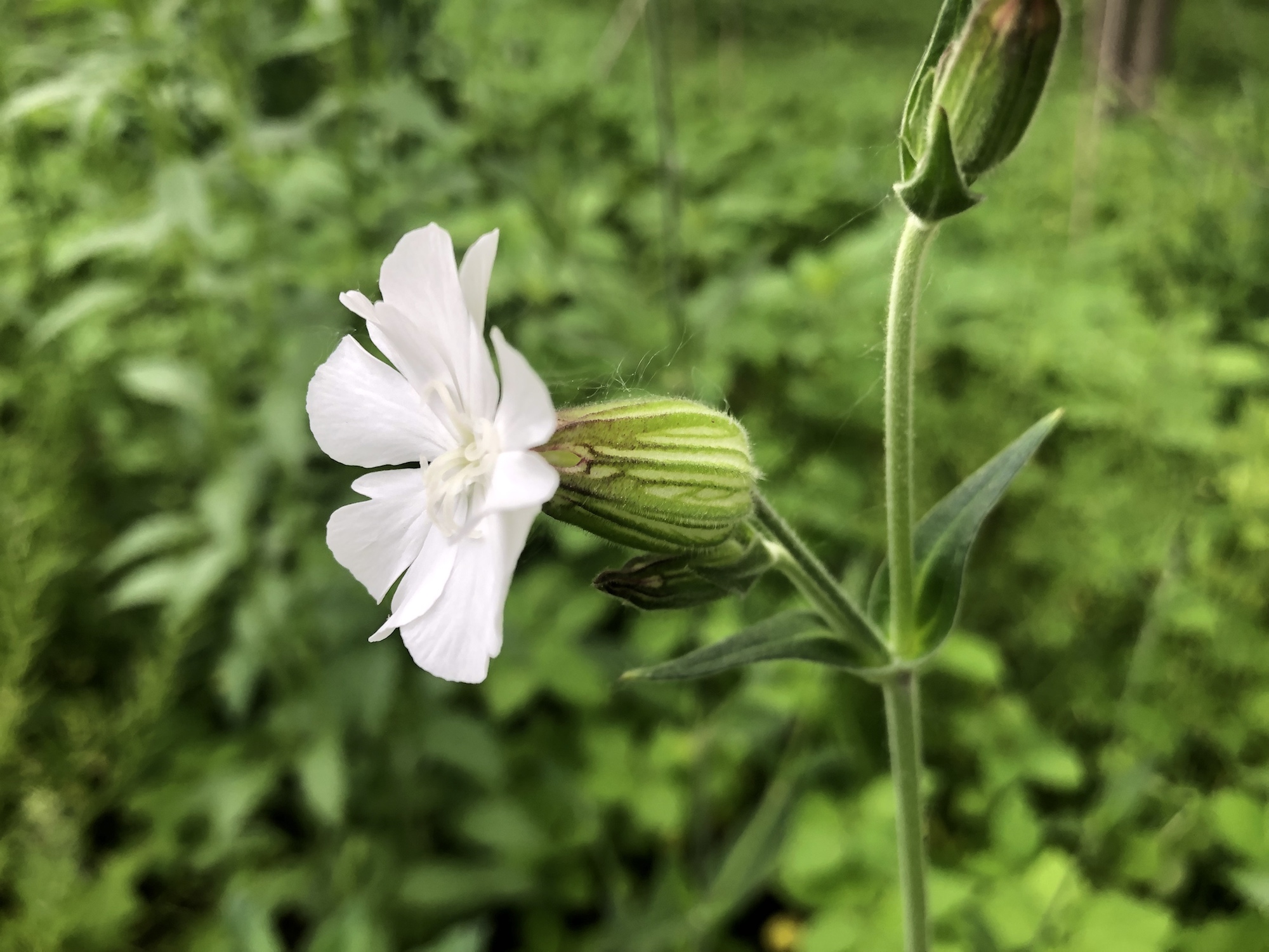 White Campion in woods between Marion Dunn and Oak Savanna on June 9, 2019.