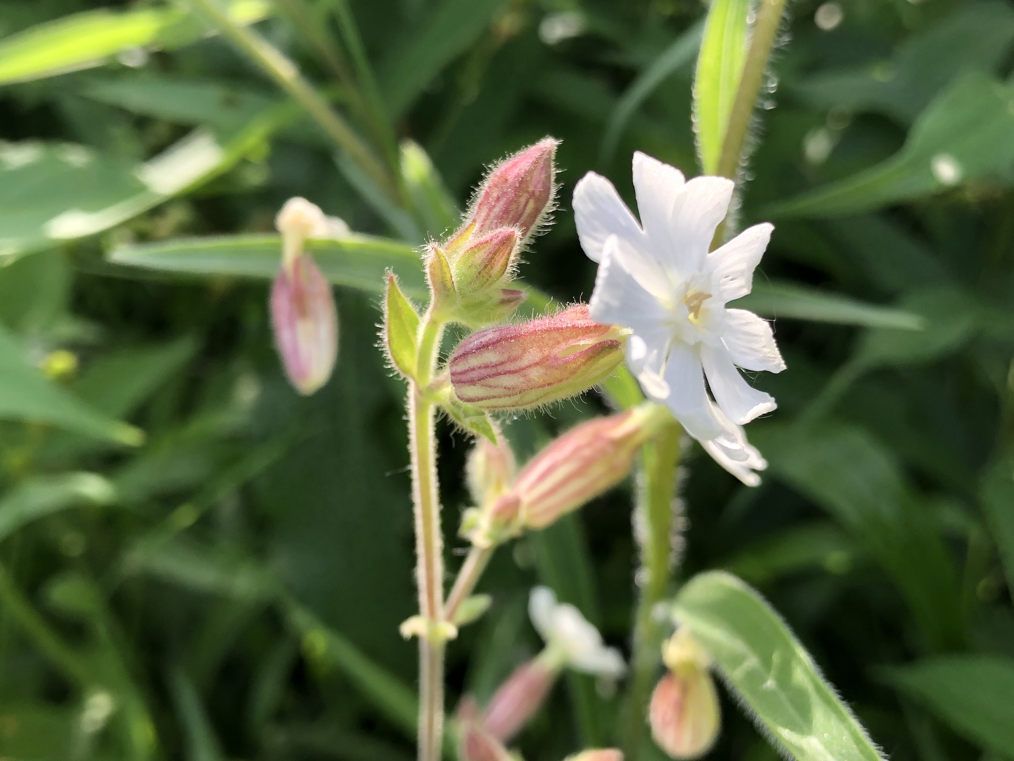 White Campion on the banks of the retaining pond on June 20, 2019.