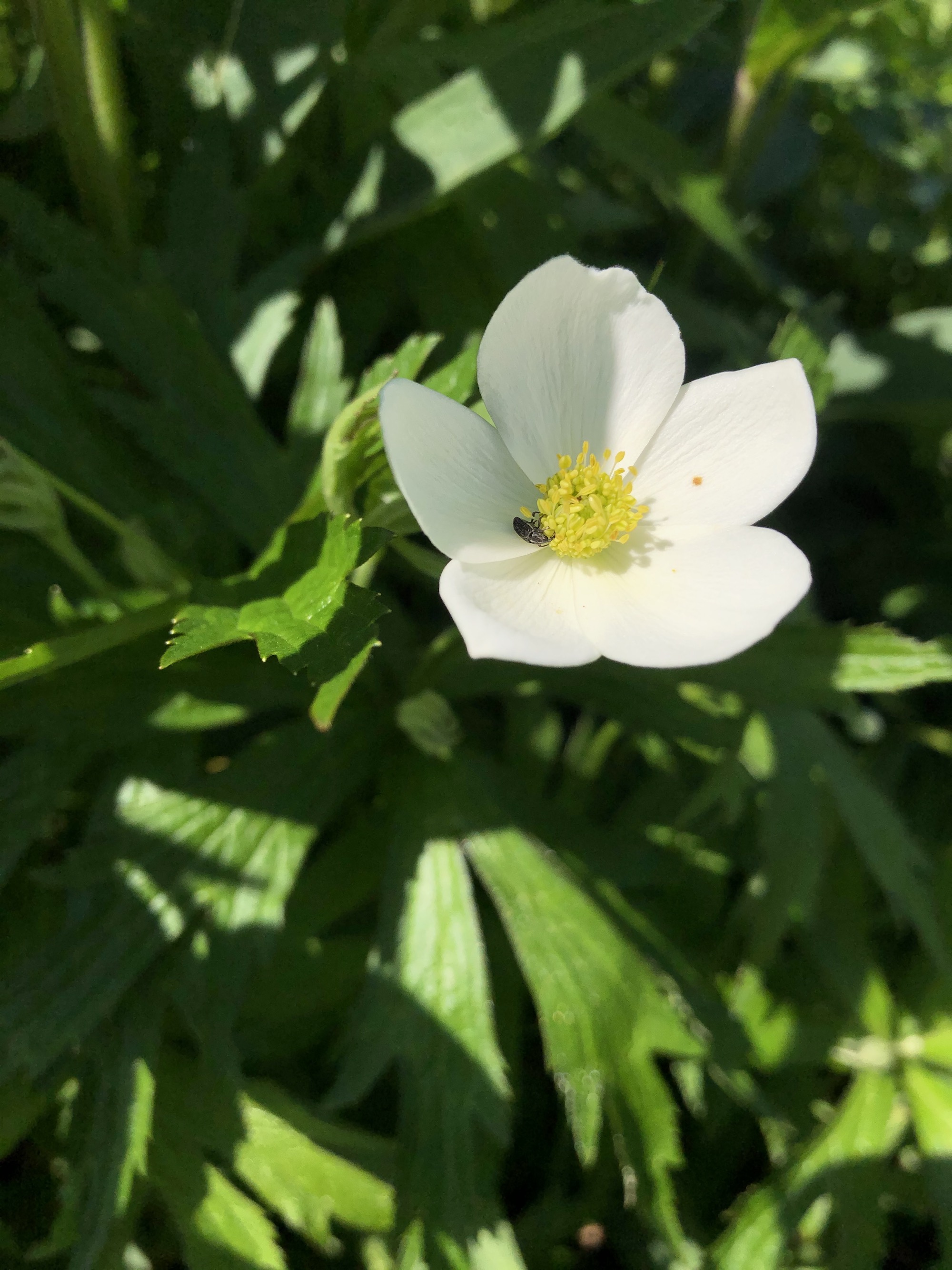 Canada anemone in UW Arboretum near Visitor Center in Madison, Wisconsin on May 22, 2021.