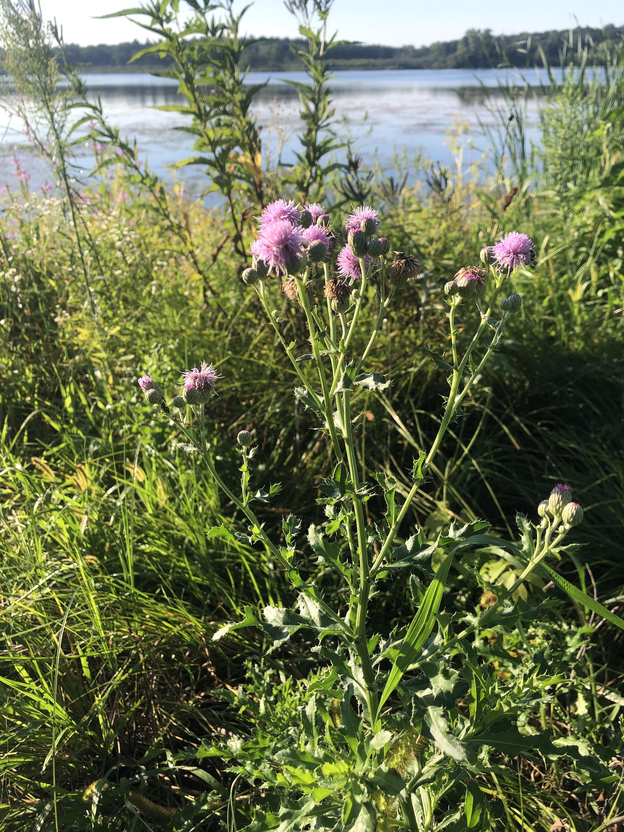 Canada Thistle on the shore of Lake Wingra in Wingra Park in Madison, Wisconsin on August 17, 2022.