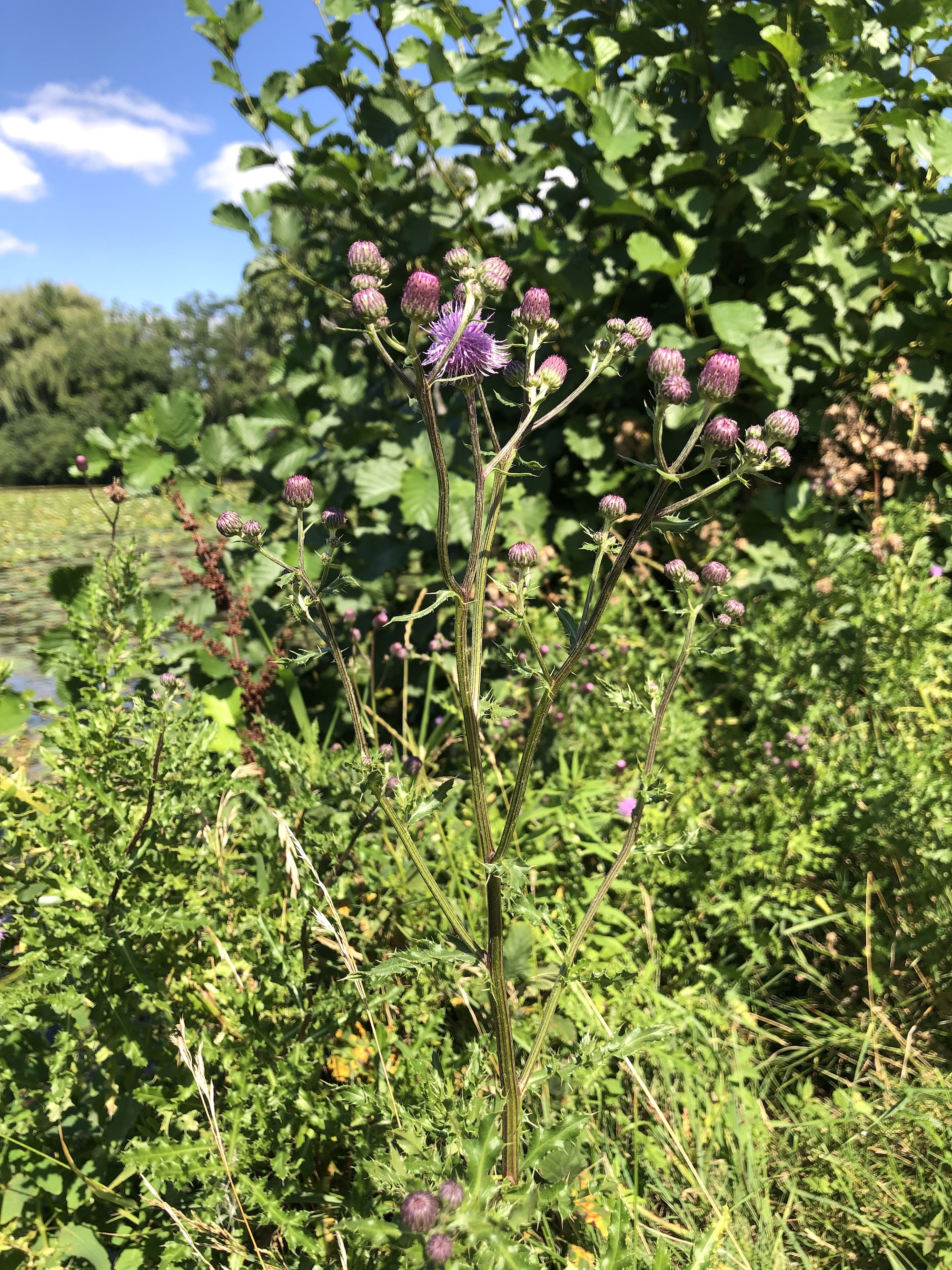 Canada Thistle on the shore of Vilas Park Lagoon in Vilas Park in Madison, Wisconsin on August 22, 2022.