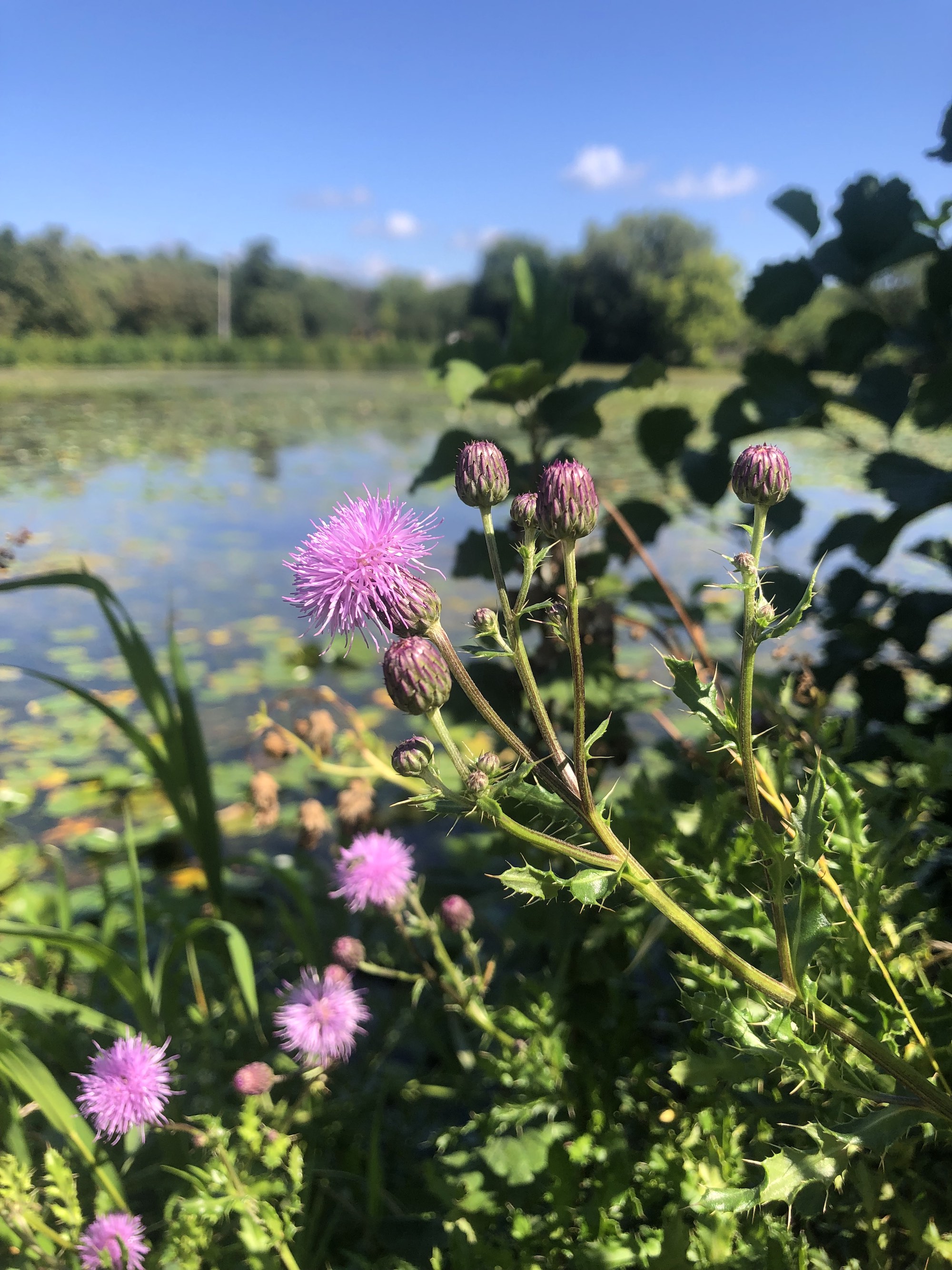 Canada Thistle on the shore of Vilas Park Lagoon in Vilas Park in Madison, Wisconsin on August 26, 2022.