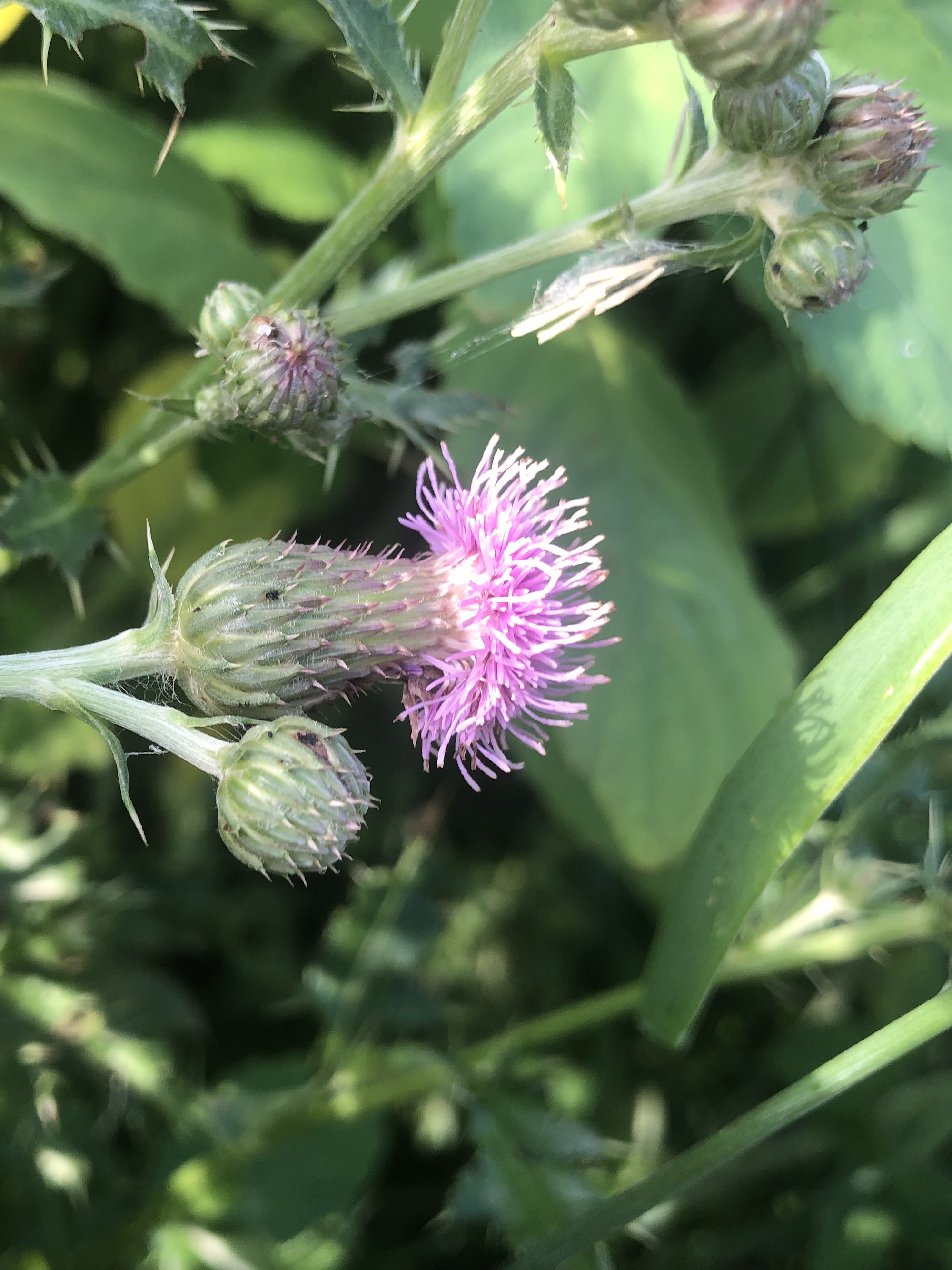 Canada Thistle on in the Oak Savana in Madison, Wisconsin on June 30, 2022.