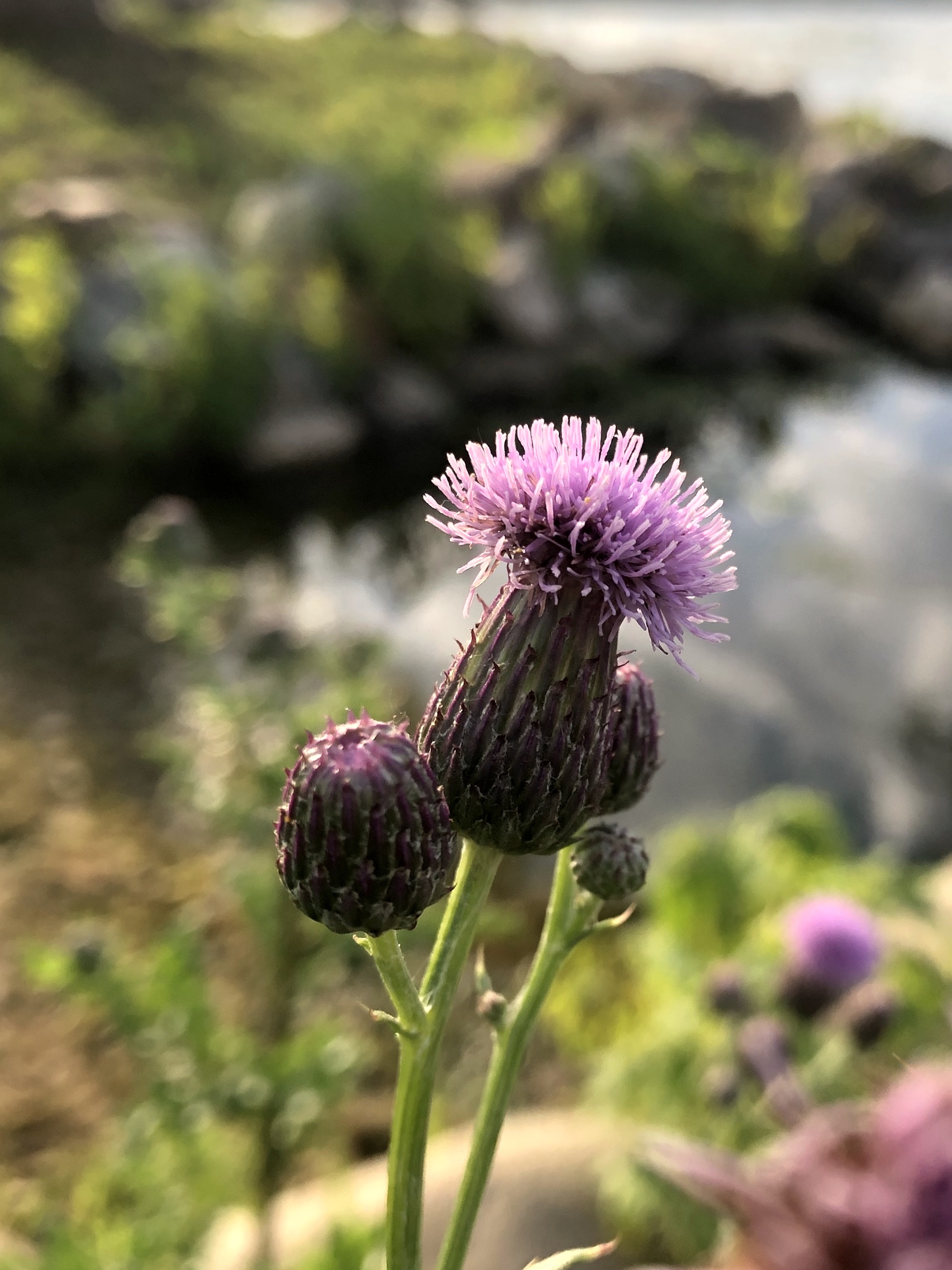 Canada Thistle on the shore of Lake Wingra in Wingra Park in Madison, Wisconsin on July 2, 2019.