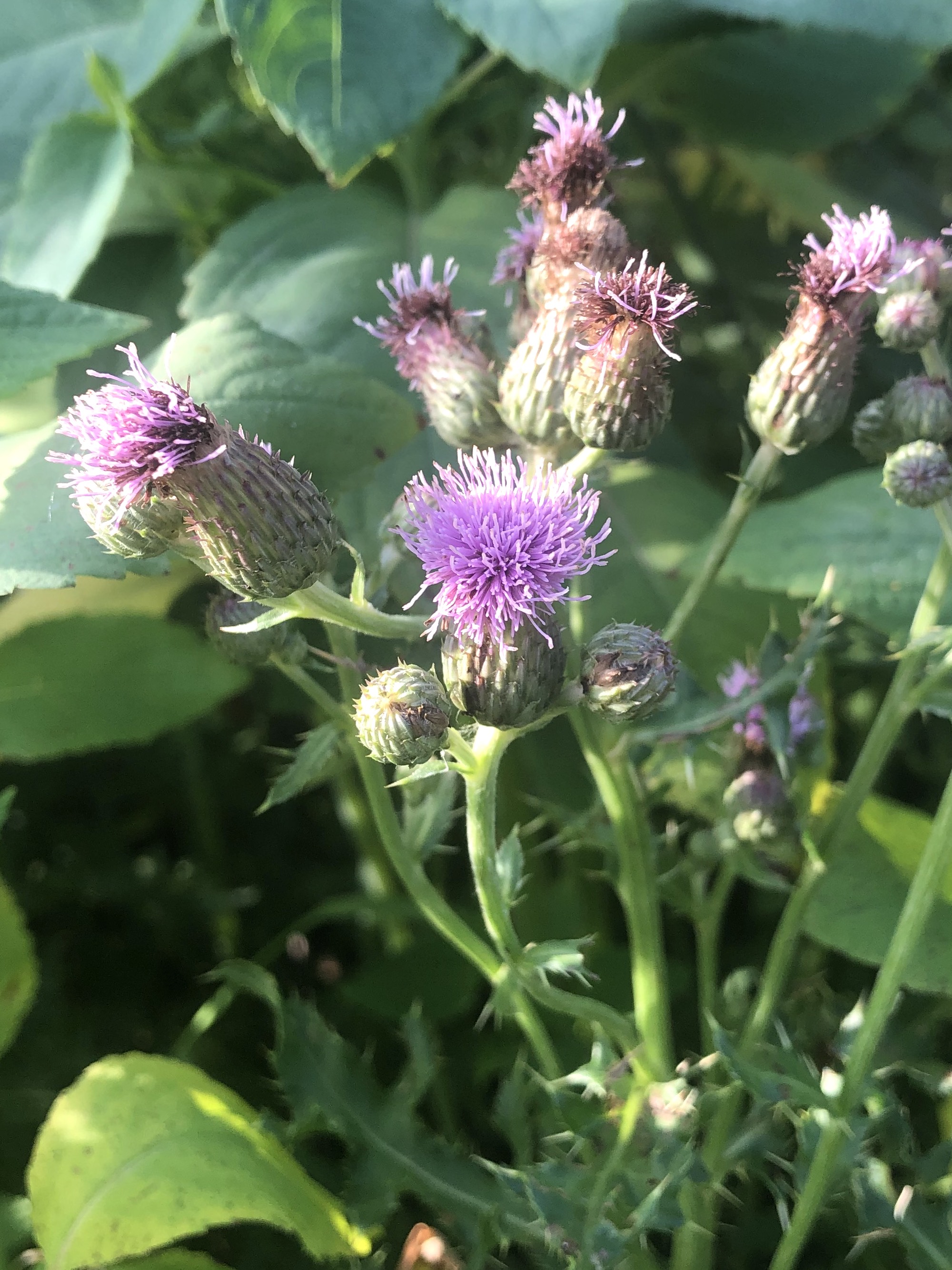 Canada Thistle on in the Oak Savana in Madison, Wisconsin on June 30, 2022.