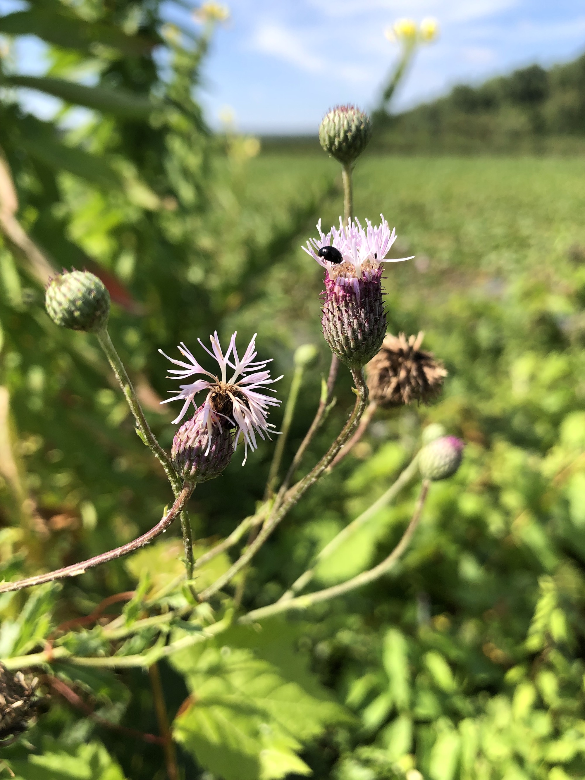 Canada Thistle on the shore of Lake Wingra in Vilas Park in Madison, Wisconsin on August 24, 2022.