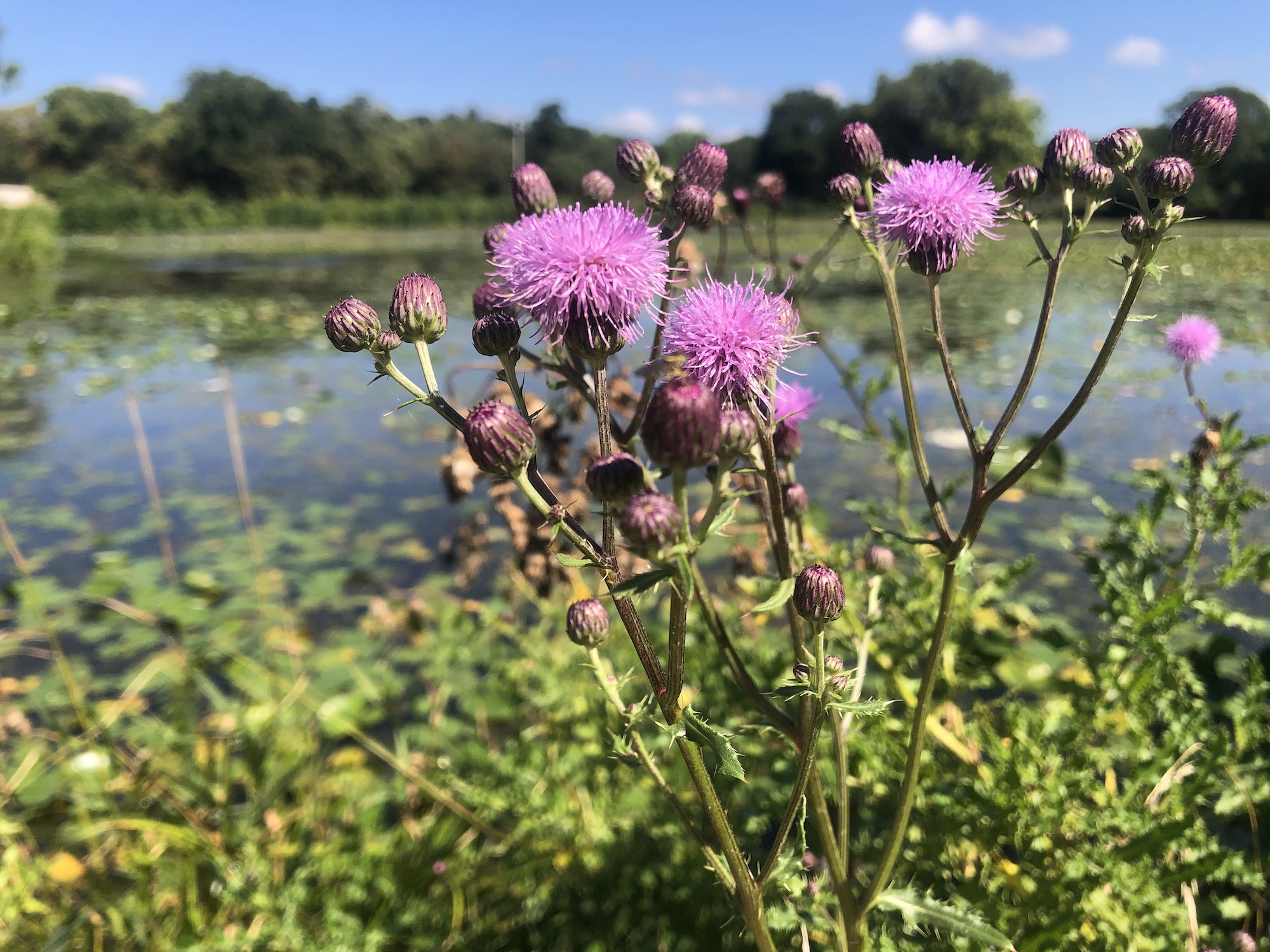 Canada Thistle on the shore of Vilas Park Lagoon in Vilas Park in Madison, Wisconsin on August 26, 2022.