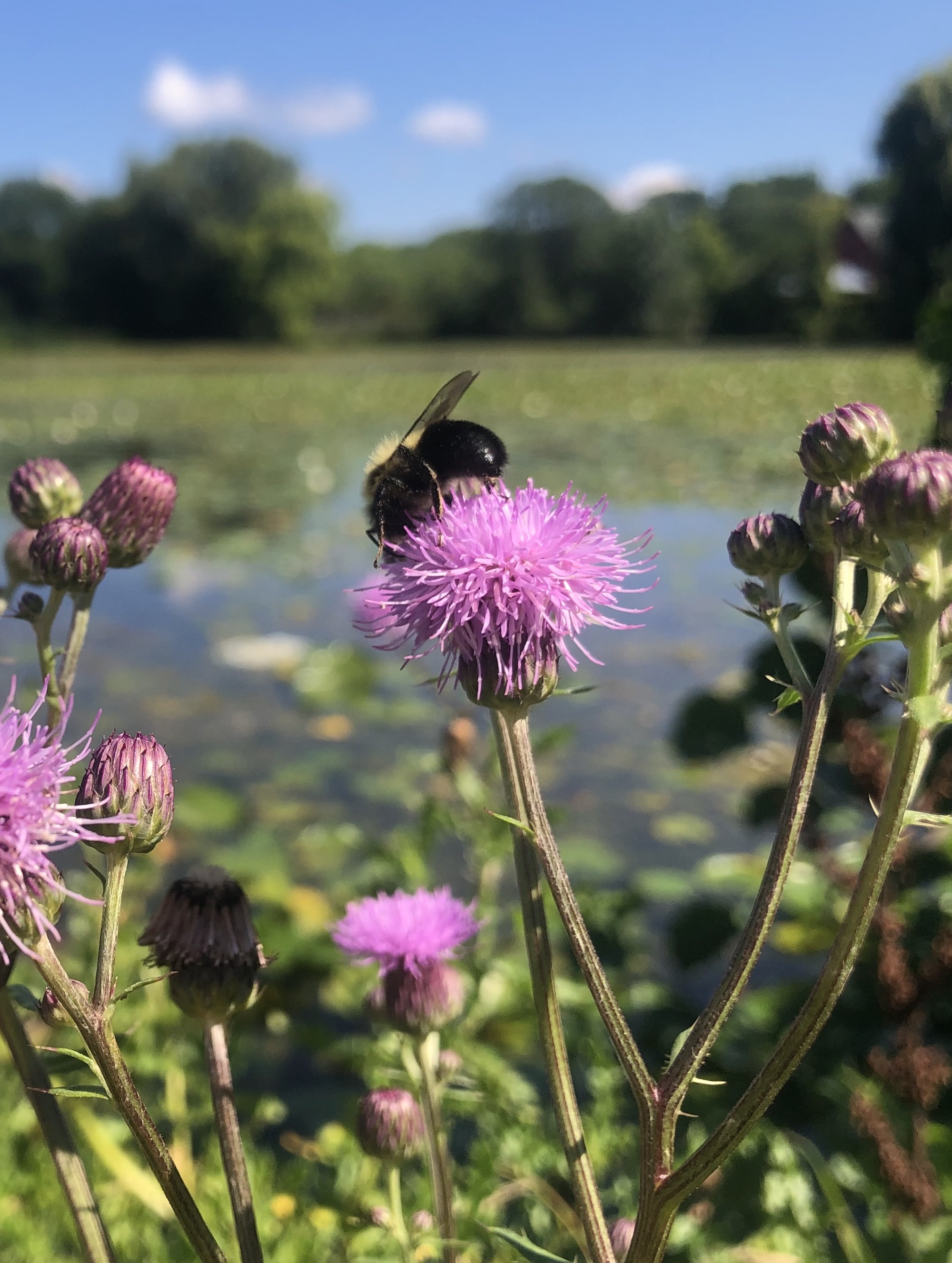 Bee on Canada Thistle on the shore of Vilas Park Lagoon in Vilas Park in Madison, Wisconsin on August 26, 2022.