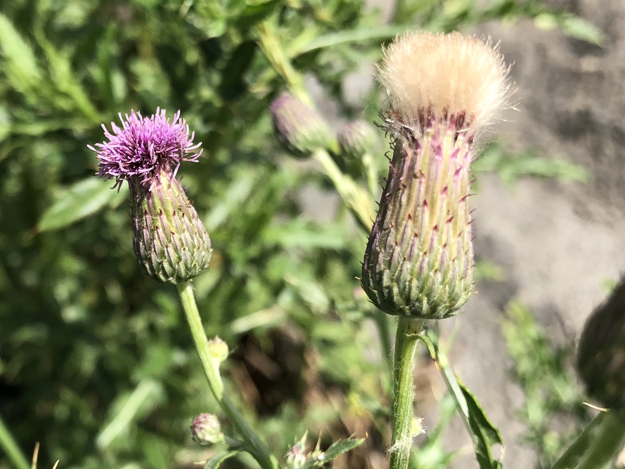Canada Thistle on the shore of Lake Wingra in Wingra Park in Madison, Wisconsin on July 11, 2019.
