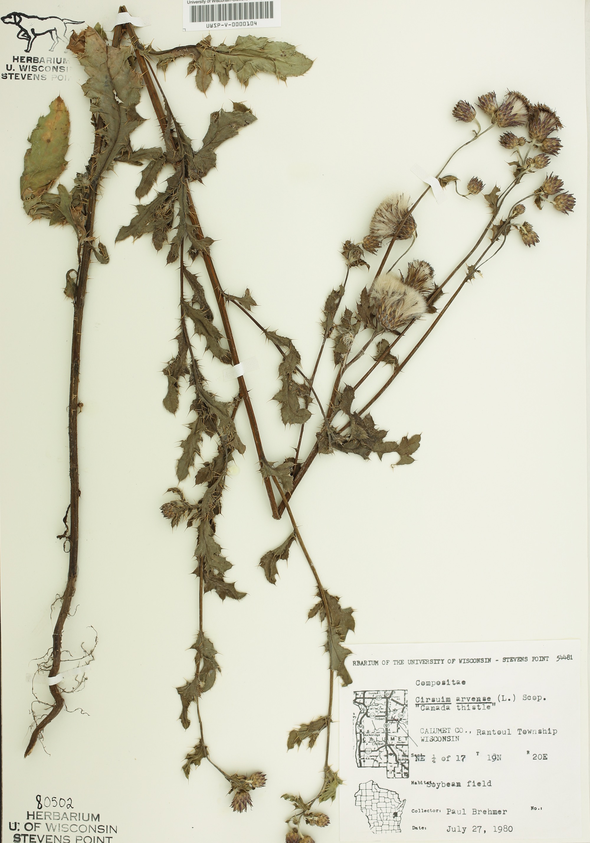 Canada Thistle specimen collected in Calumet County, Wisconsin on July 27, 1980.