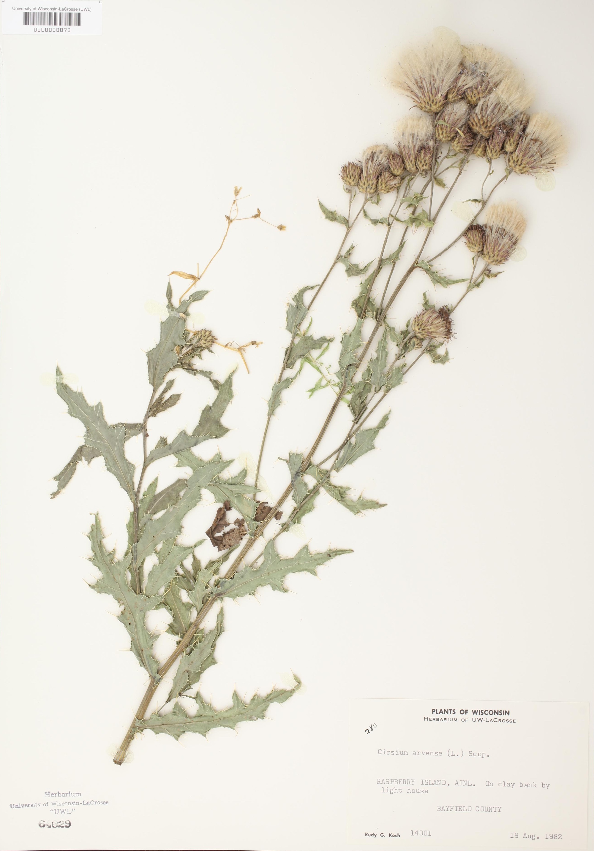 Canada Thistle specimen collected in Bayfield County, Wisconsin on Raspberry Island near Lighthouse on August 19, 1982.