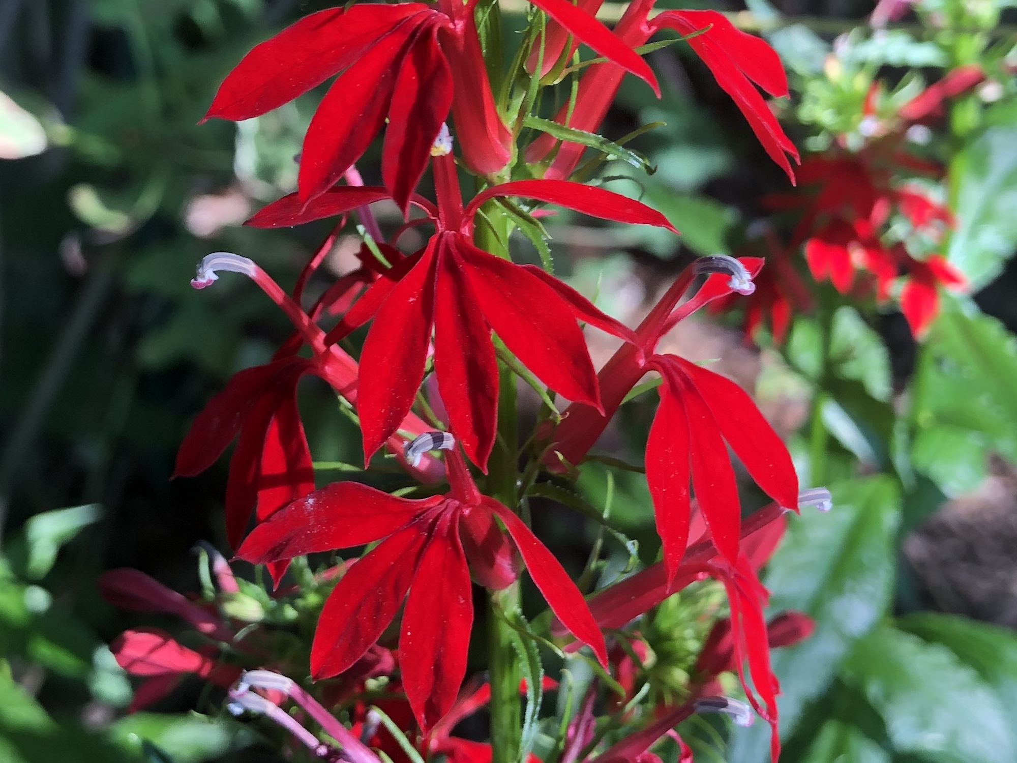 Cardinal Flower in a Nakoma garden in Madison, Wisconsin on July 24, 2020.