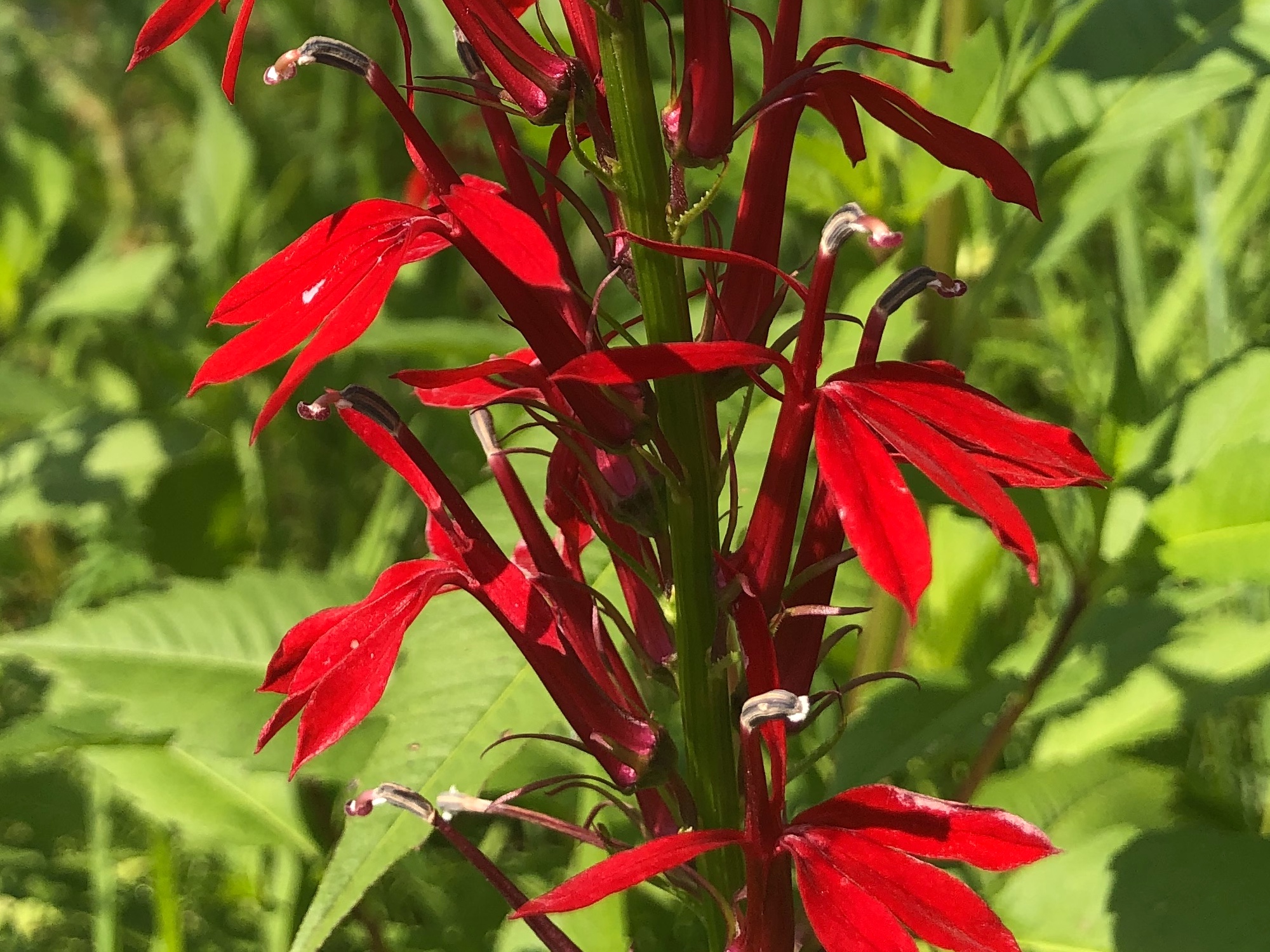 Cardinal Flower.
