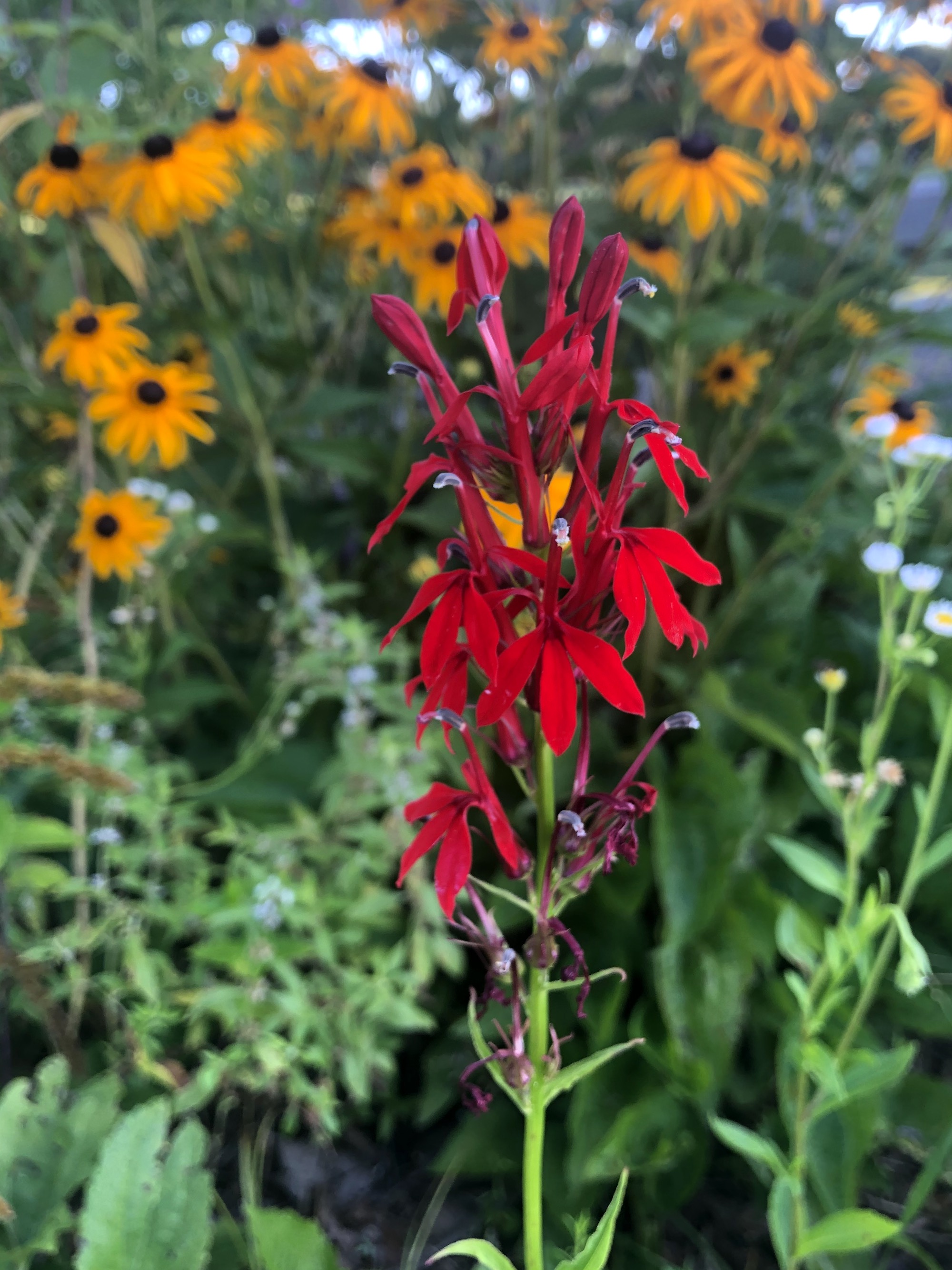 Cardinal Flower on shore of Lake Wingra in Wingra Park in Madison, Wisconsin on July 29, 2019.