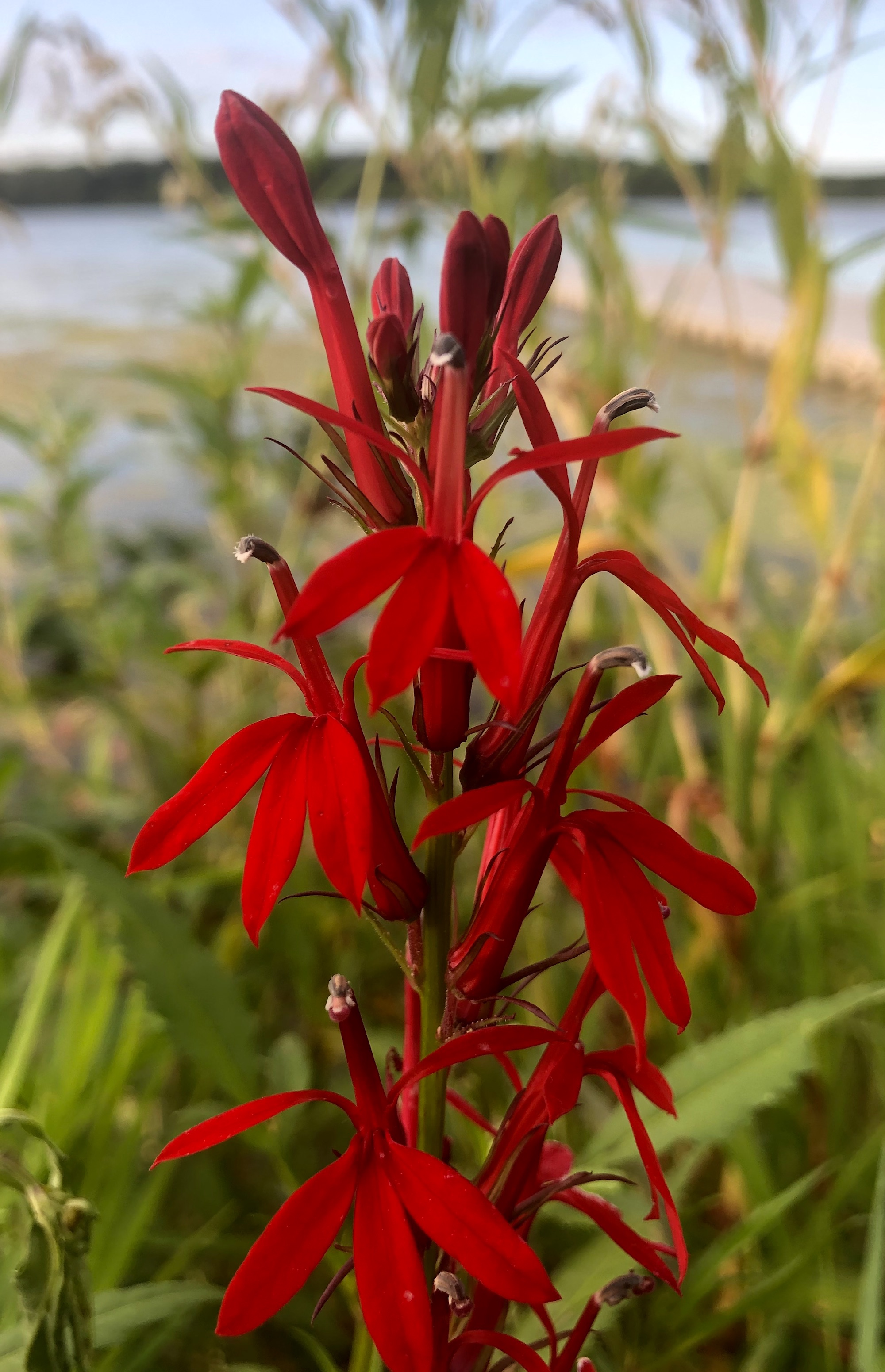 Cardinal Flower on shore of Lake Wingra in Wingra Park in Madison, Wisconsin on August 23, 2019.