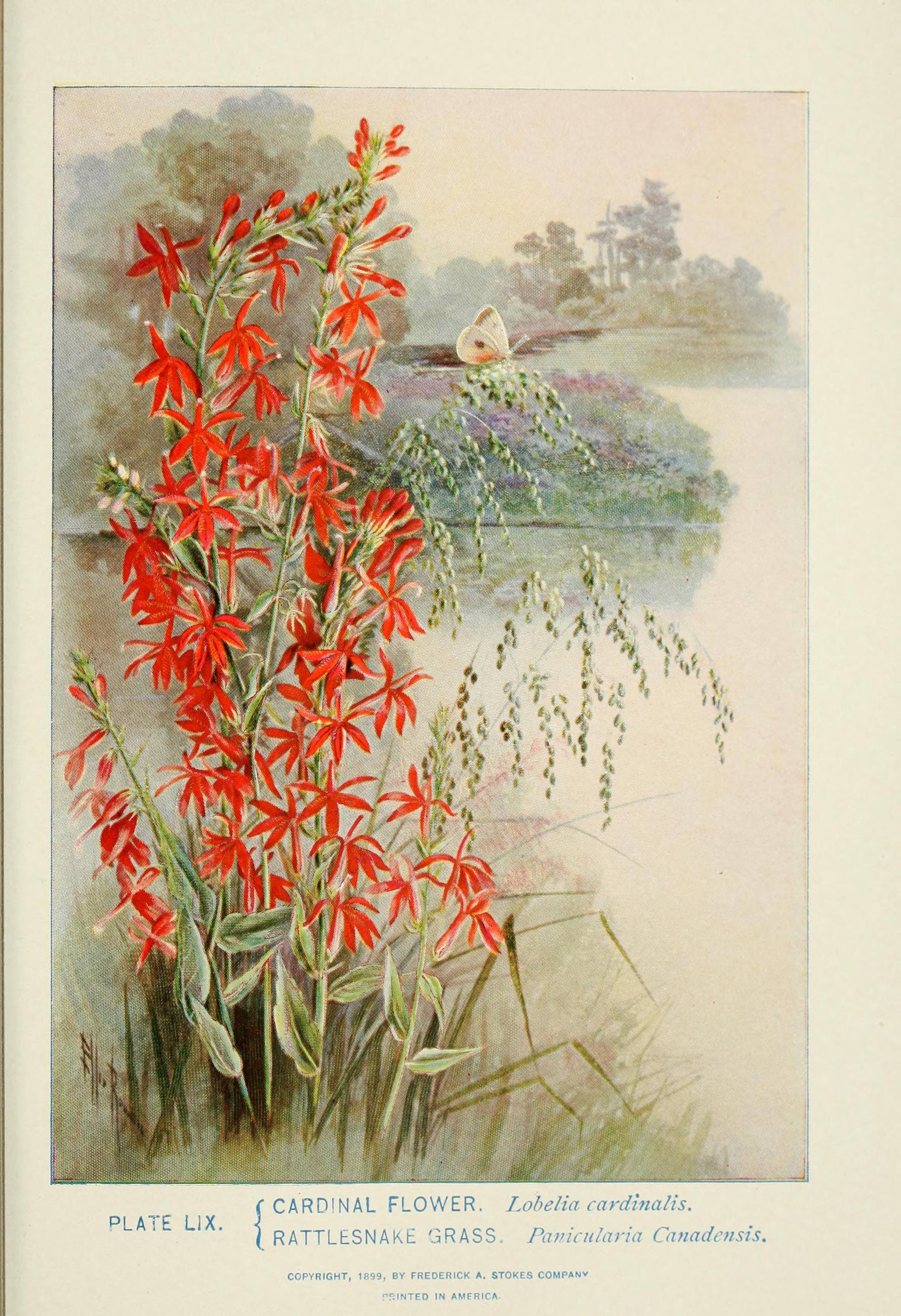 Cardinal flower illustration by Alice Lounsberry circa 1899.