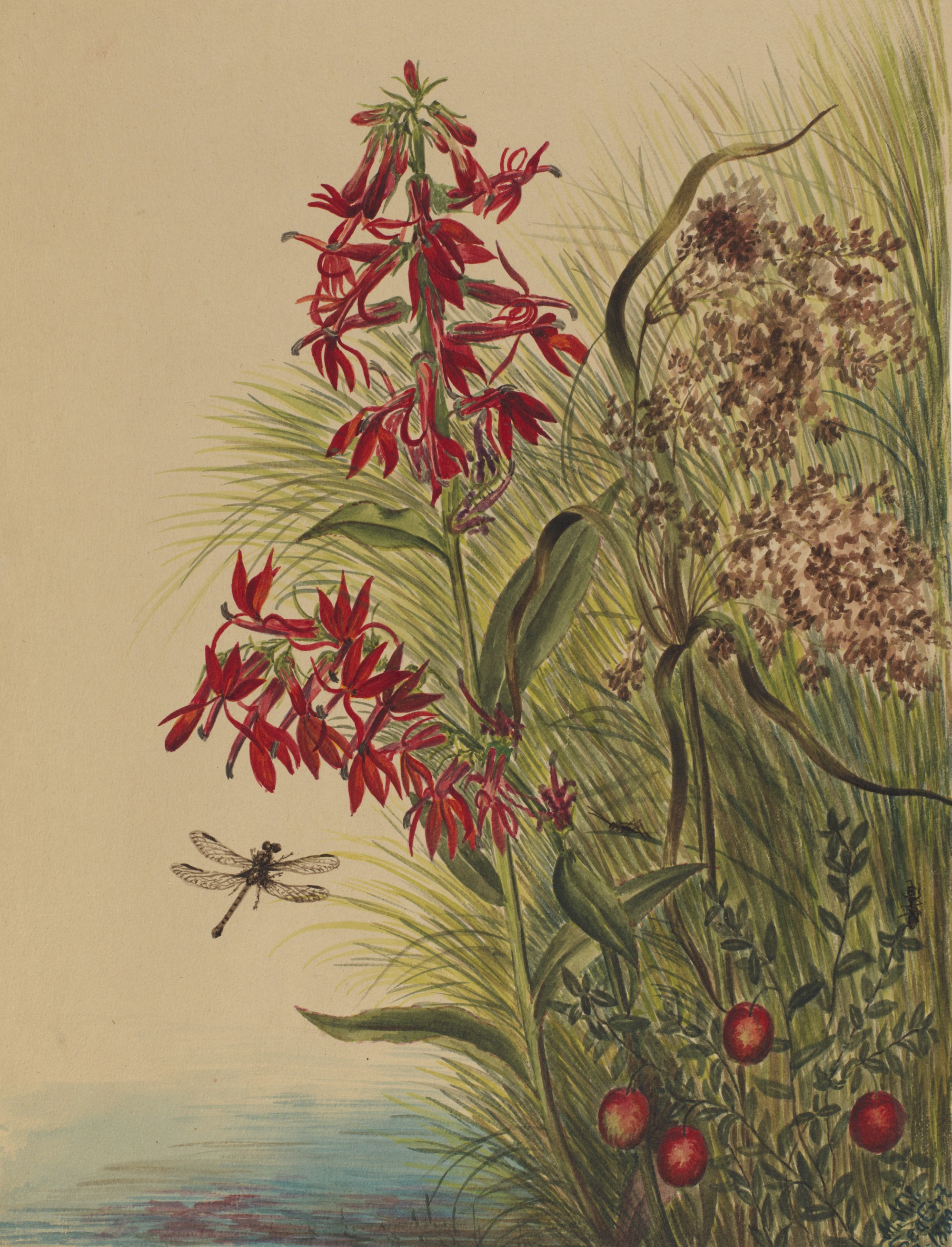 1880 Cardinal flower illustration by Mary Vaux Walcott.