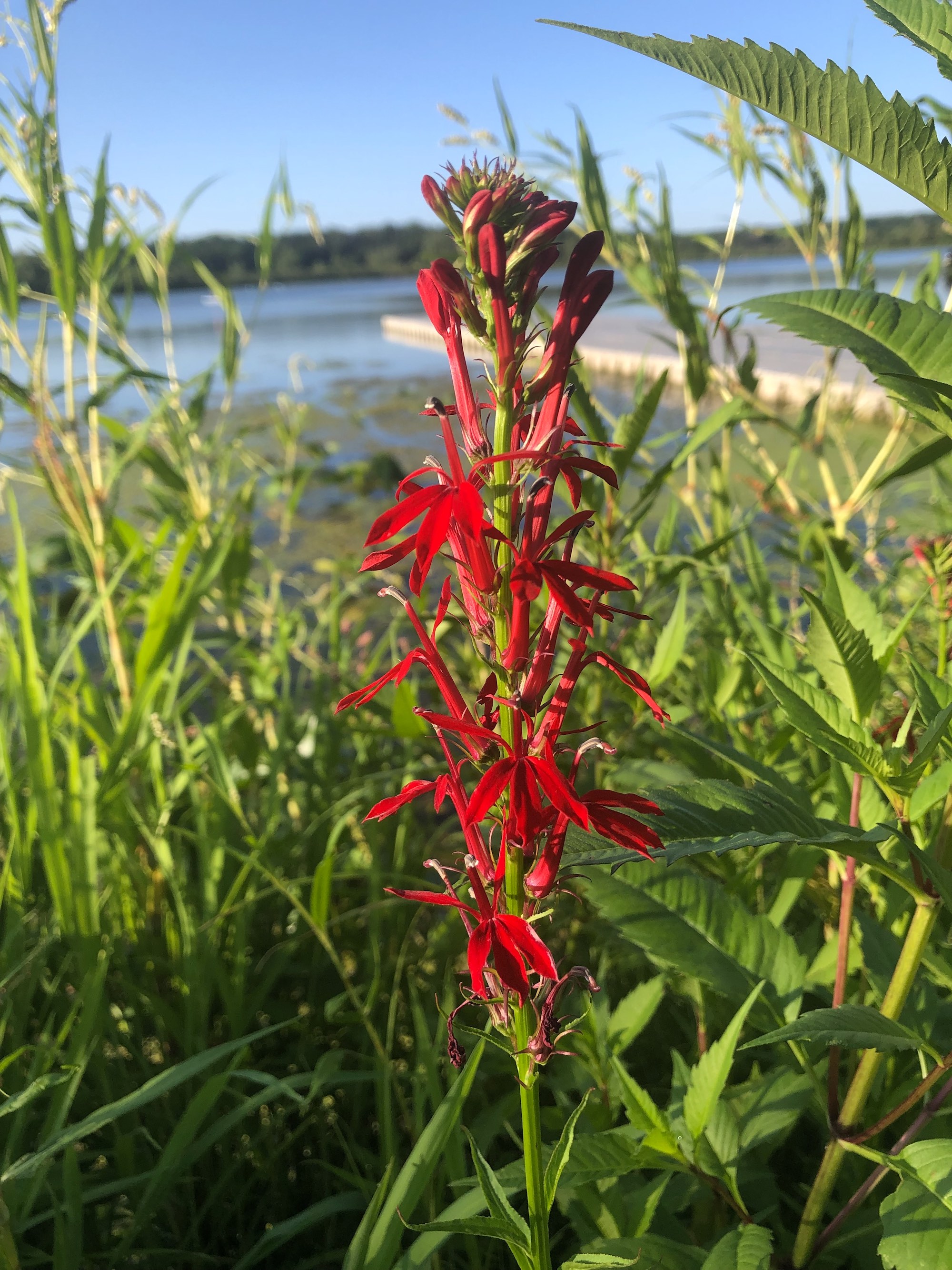 Cardinal Flower on shore of Lake Wingra in Wingra Park in Madison, Wisconsin on July 30, 2020.