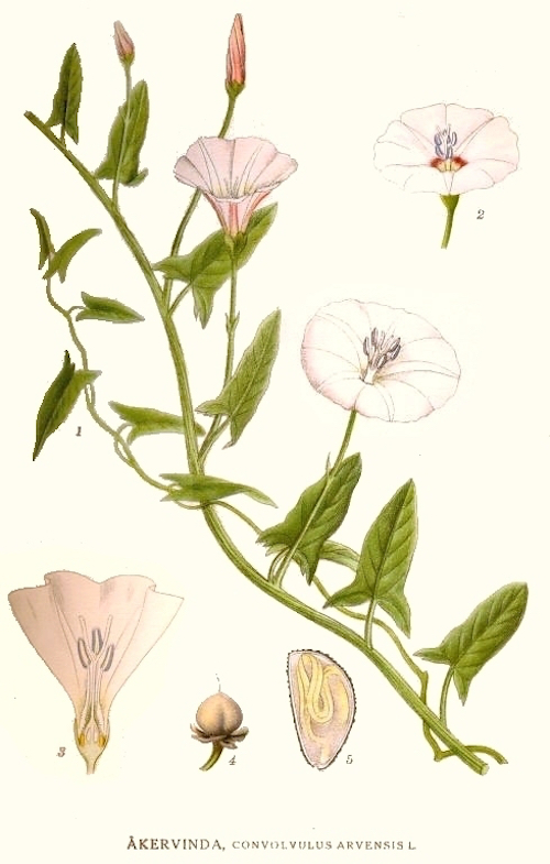 Field Bindweed botanical illustration circa 1917-1926.