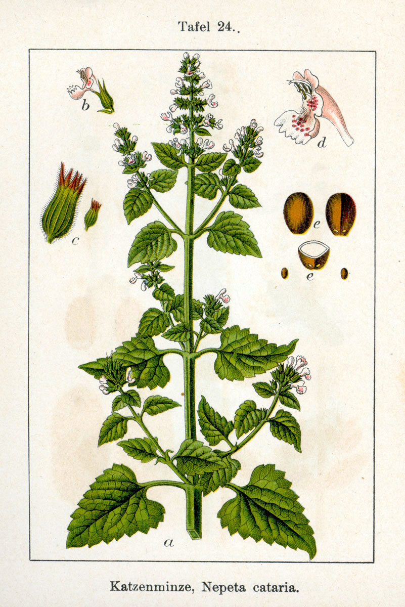 1796 Catnip botanical illustration.