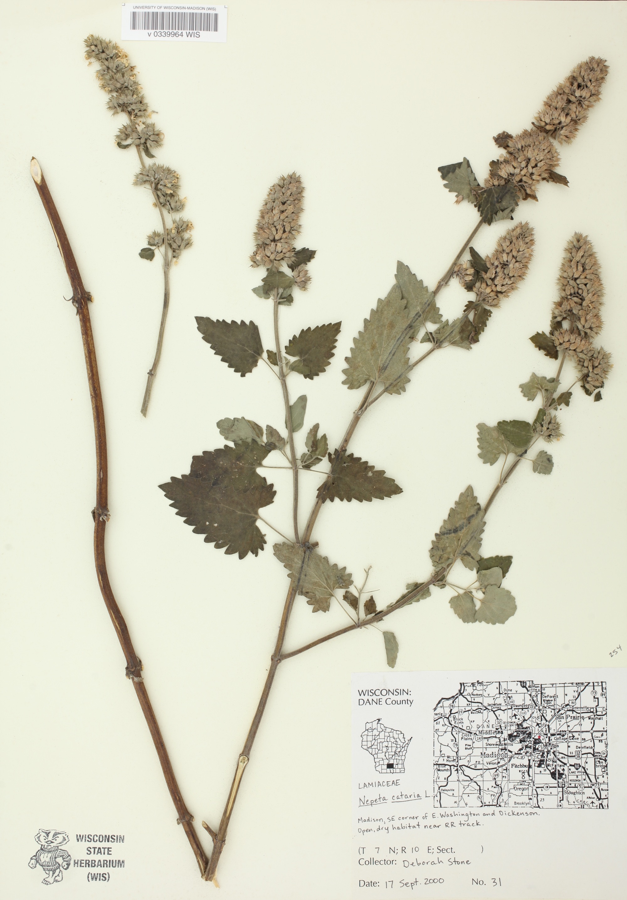 Catnip specimen collected in Madison, Wisconsin near railroad track on East Washington and Dickenson on September 17, 2000.