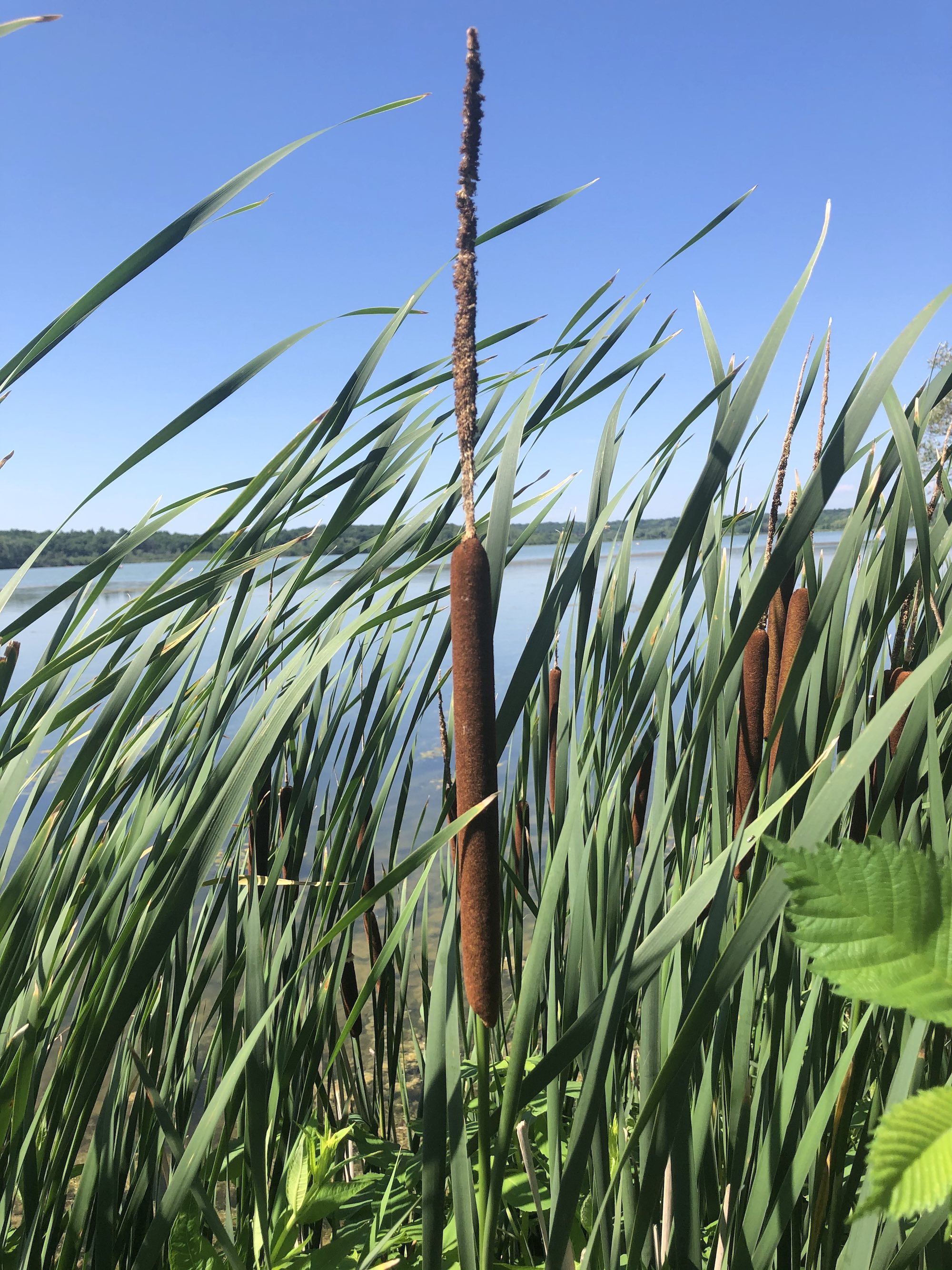  Cattail along shore of Lake Wingra on July 4, 2020.