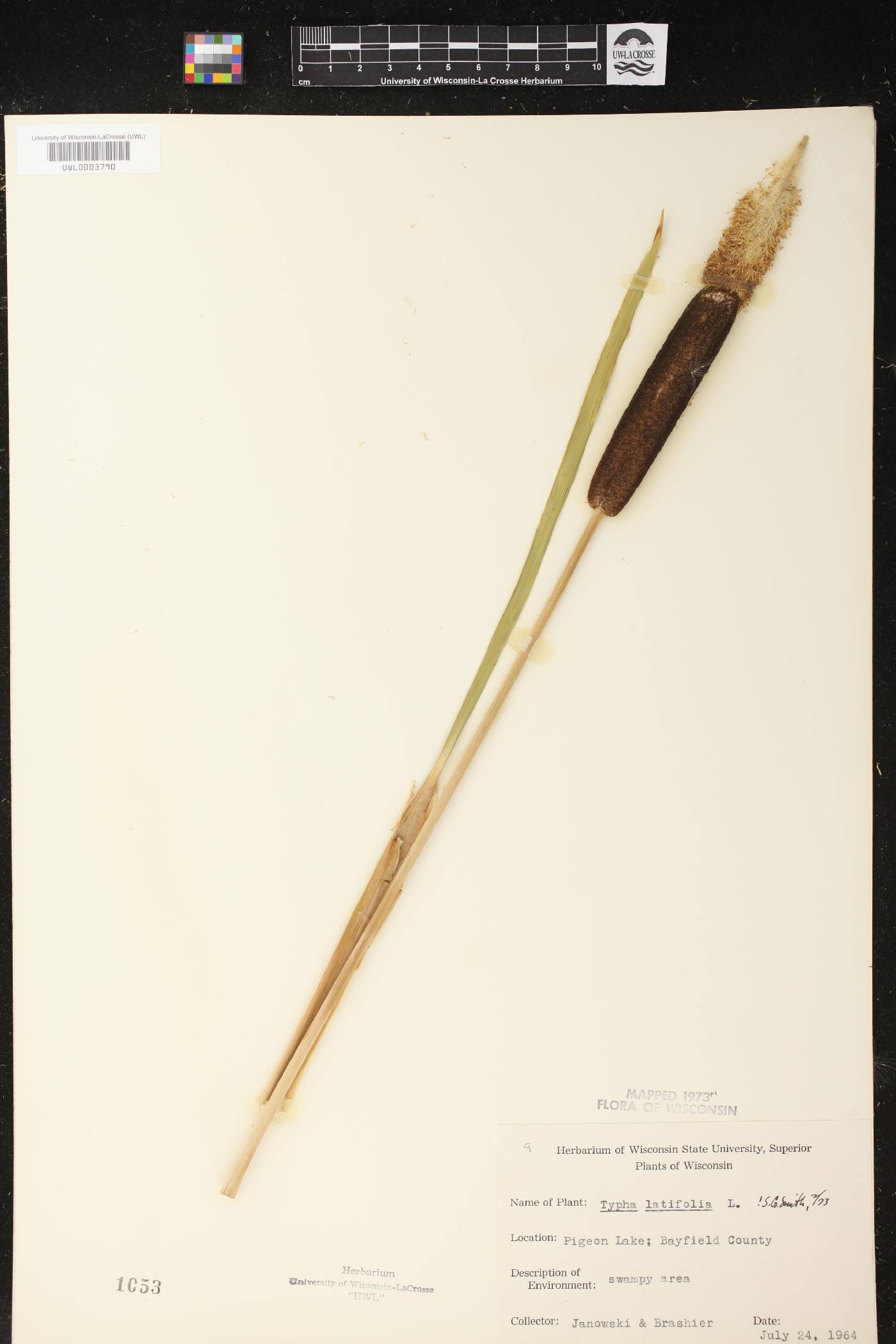 Cattail specimen from Bayfield County from July 24, 1964.