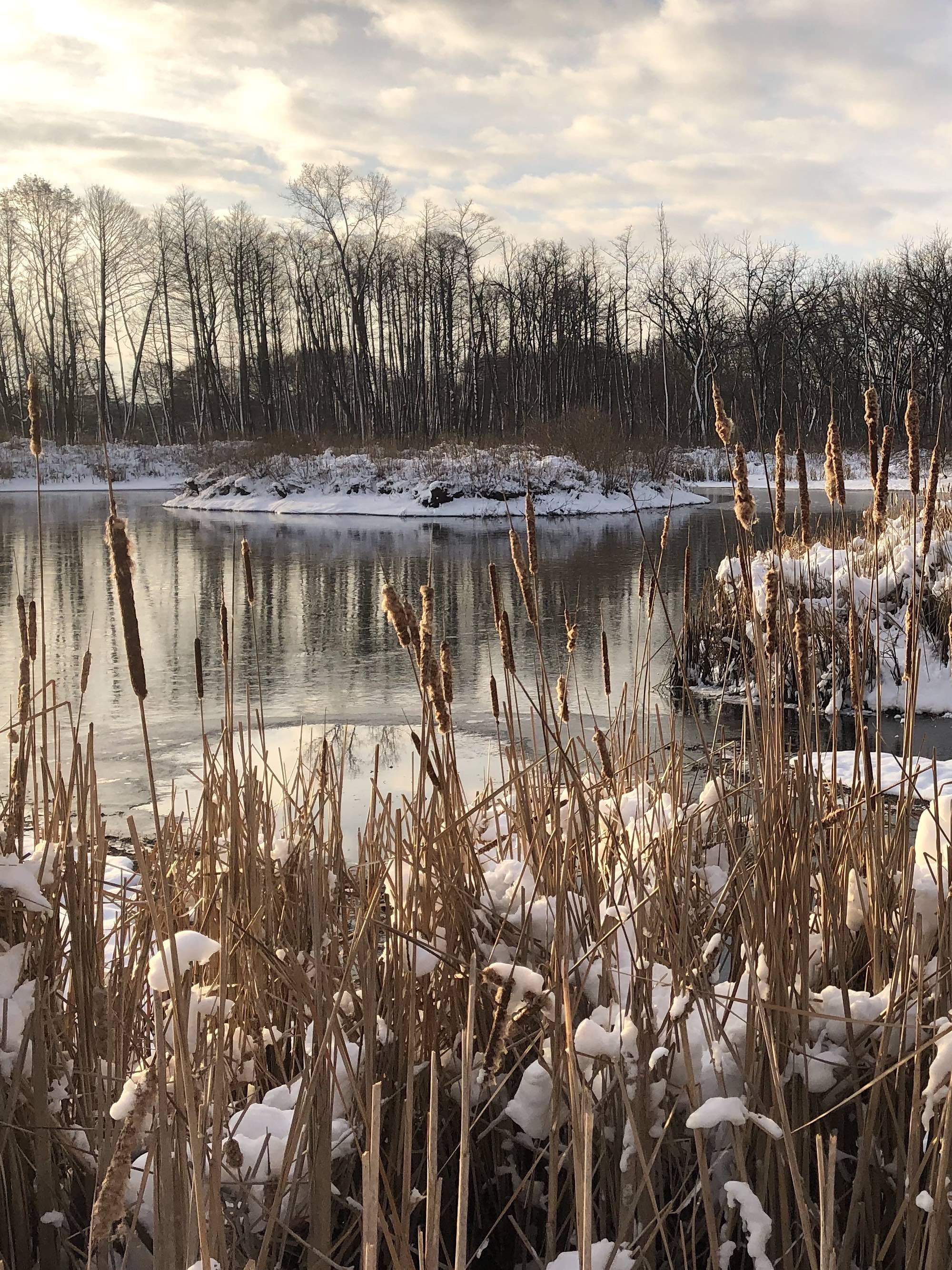 Cattails along shore of Marion Dunn Pond on December 16, 2020.
