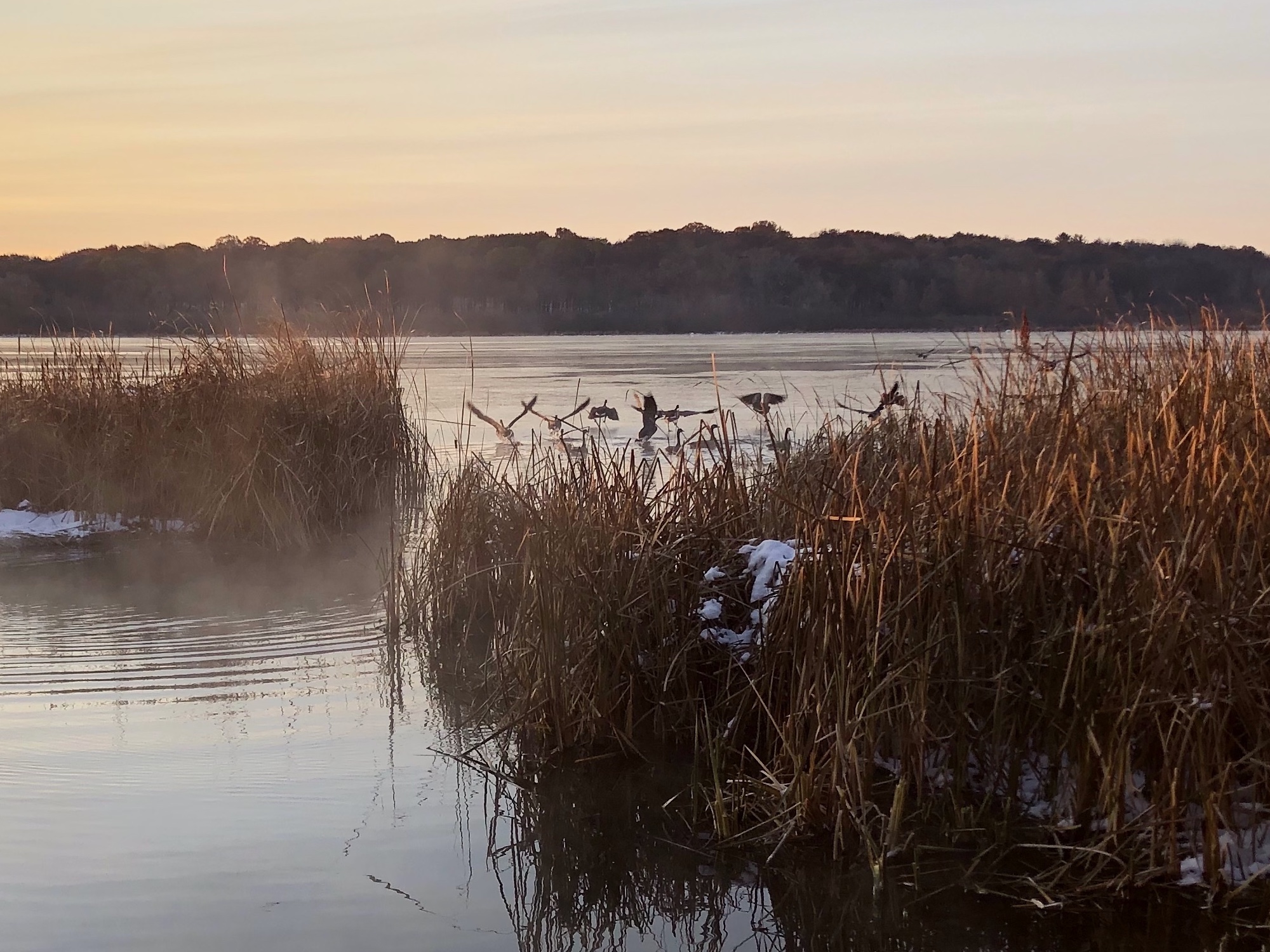 Cattails on Lake Wingrain Madison, Wisconsin on Novemebr 8, 2019.