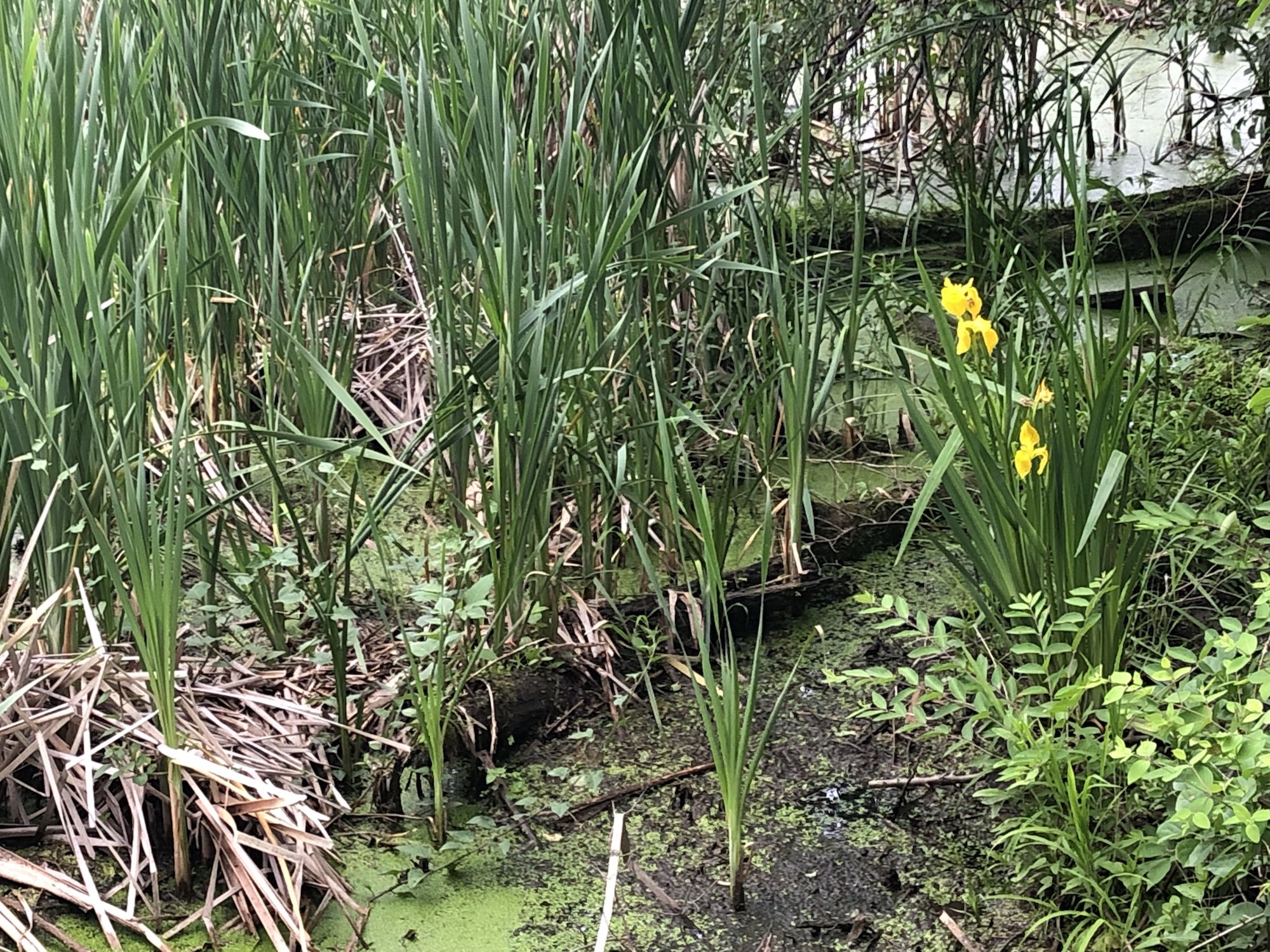 Yellow Flag Iris by Cattails on Lake Wingra on June 17, 2019.