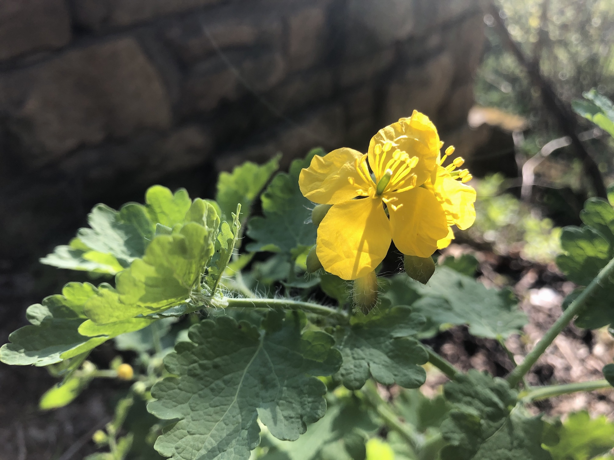 Greater Celandine by Duck Pond in Madison, Wisconsin on May 16, 2020.