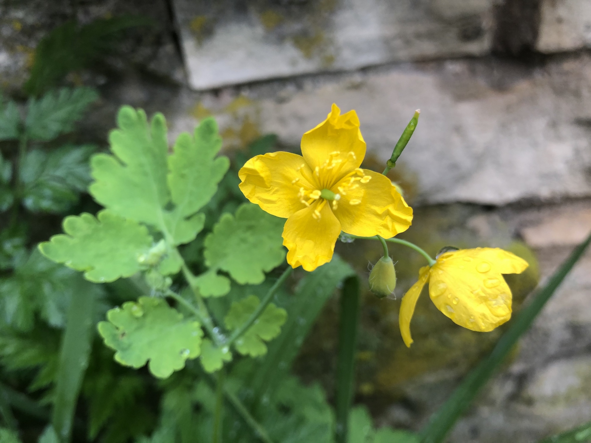 Greater Celandine by Duck Pond in Madison, Wisconsin on May 19, 2020.