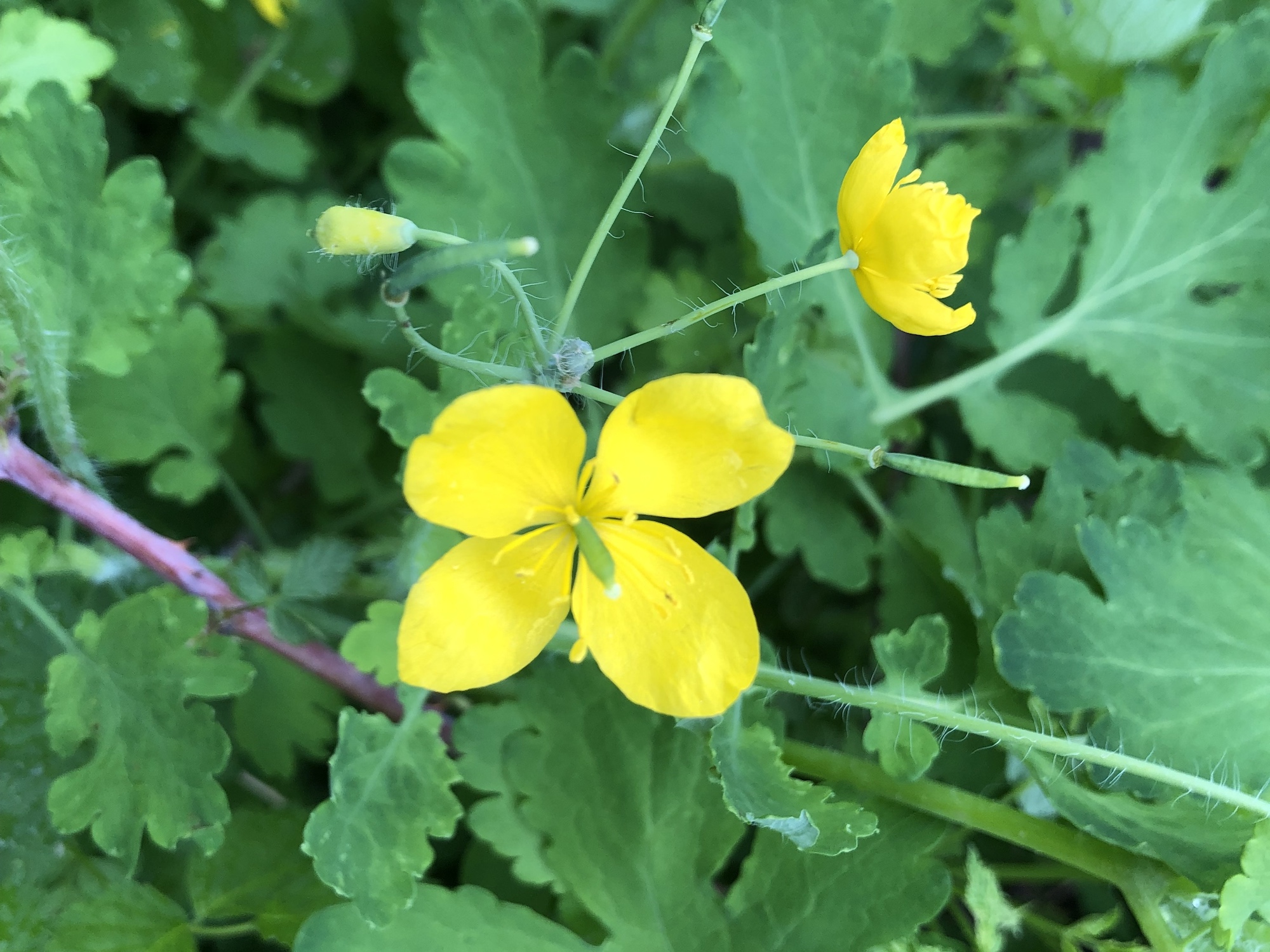 Greater Celandine on May 20, 2019.