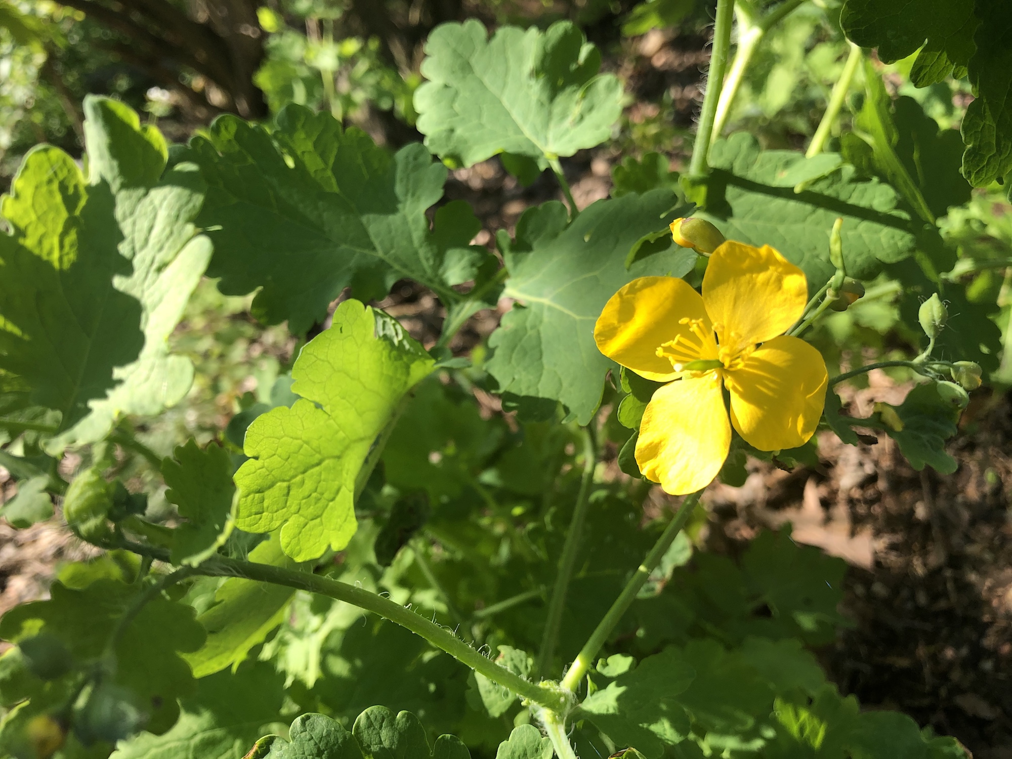 Greater Celandine by Duck Pond in Madison, Wisconsin on May 20, 2020.