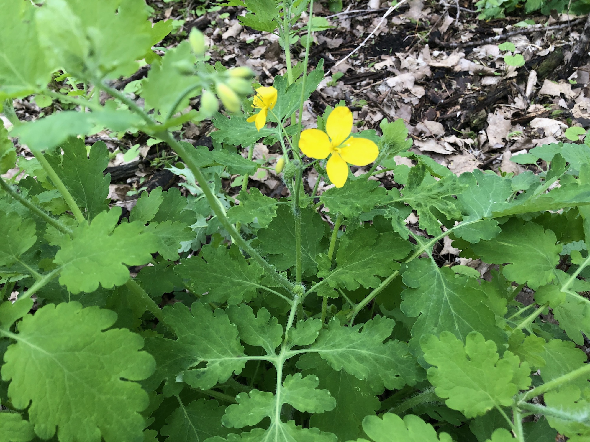 Greater Celandine on May 20, 2019.