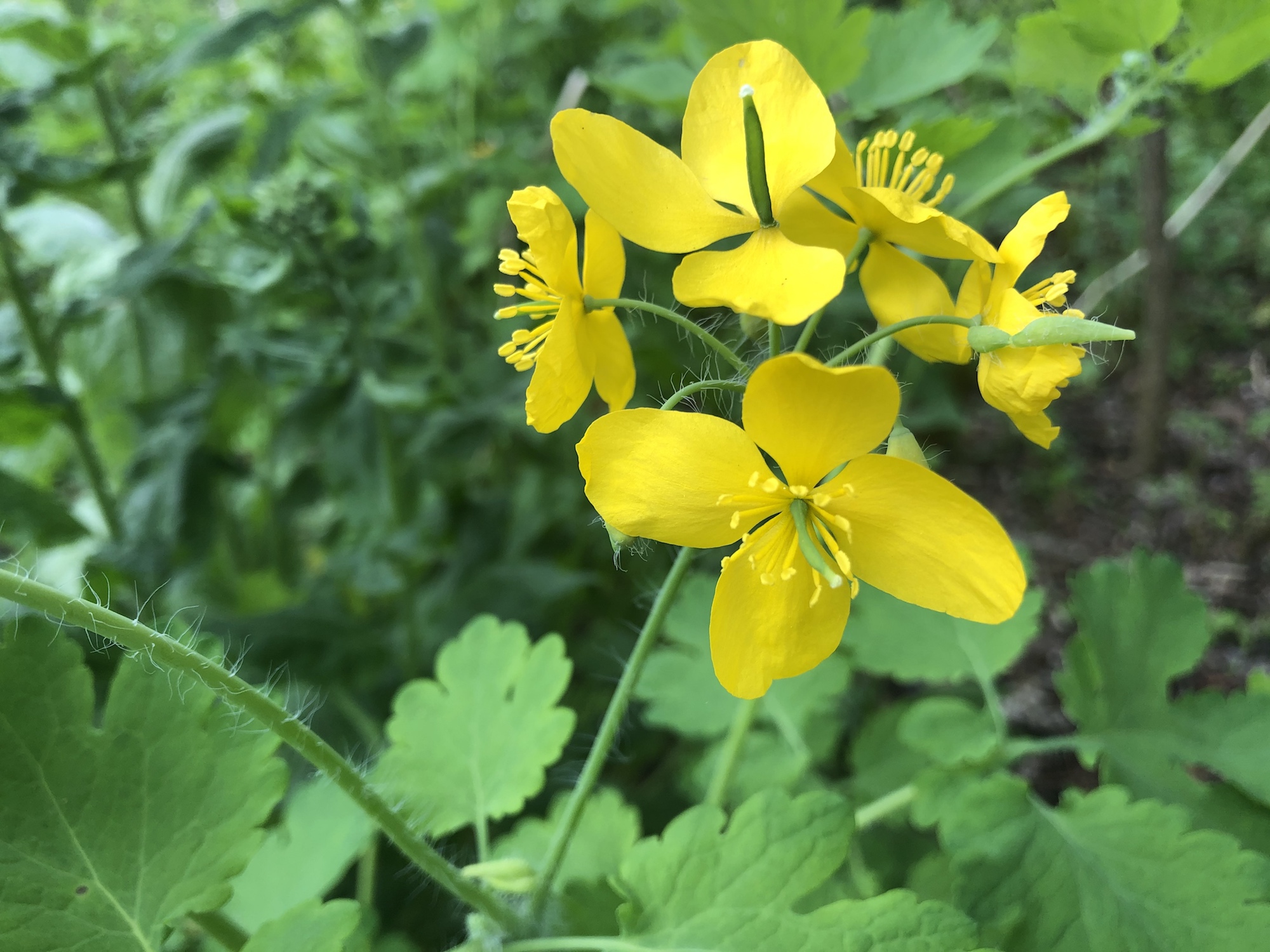 Greater Celandine by Duck Pond in Madison, Wisconsin on May 21, 2020.