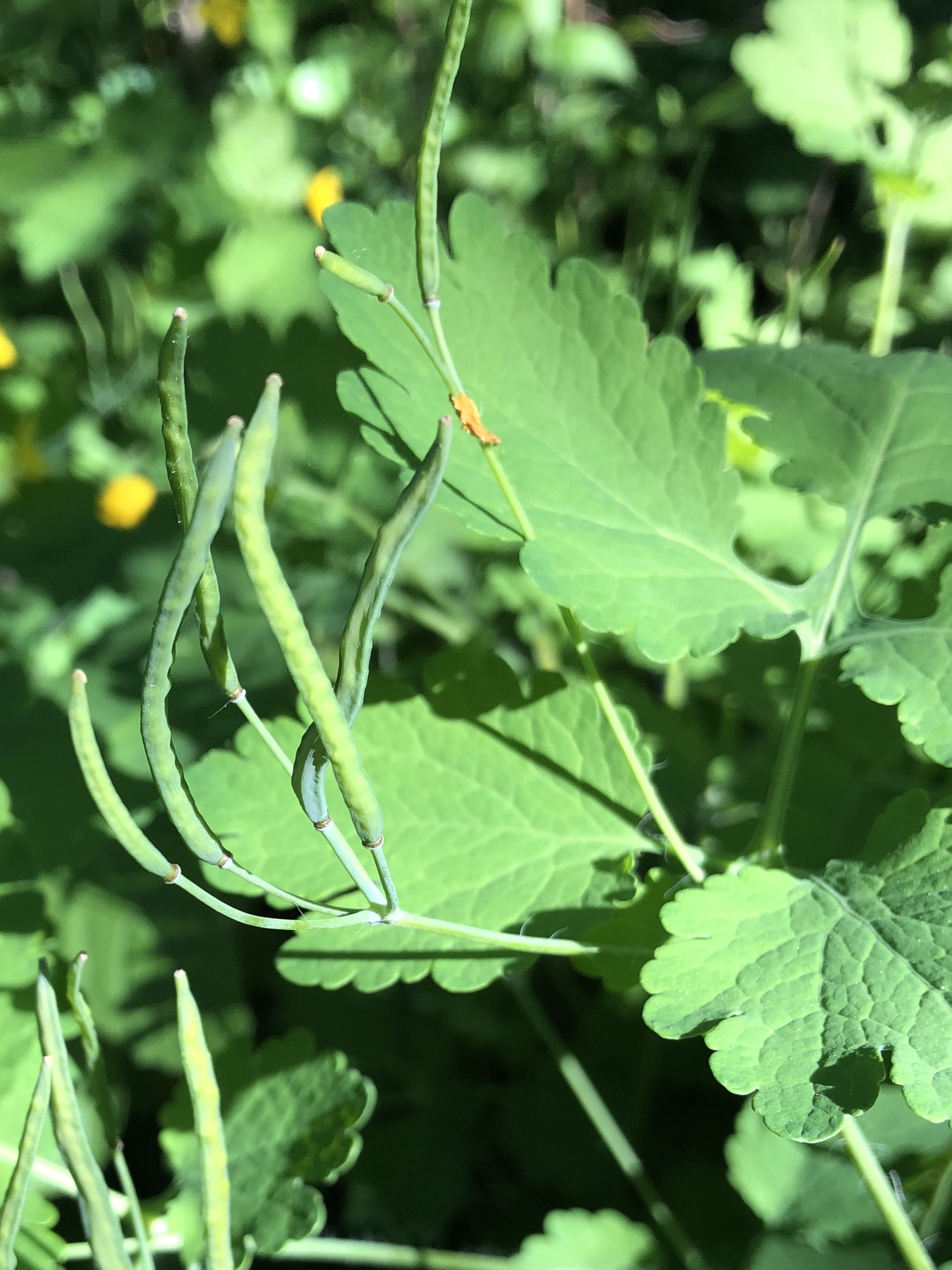 Greater Celandine seed pods by Duck Pond on May 30, 2021.