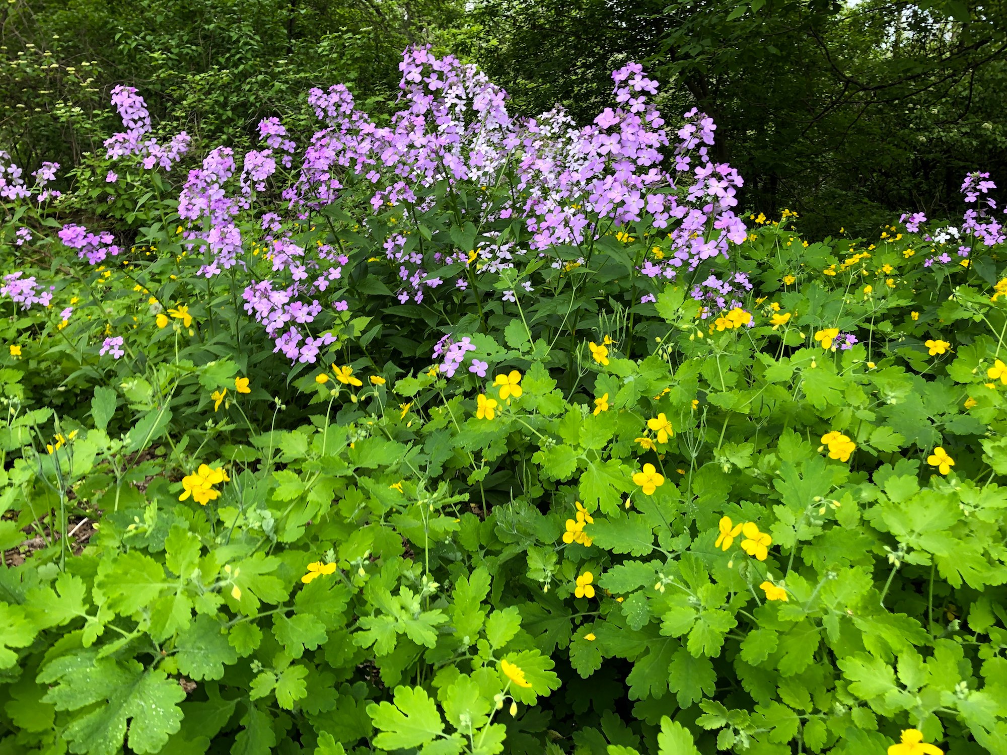 reater Celandine with Dames Rocket by Duck Pond on May 30, 2019.