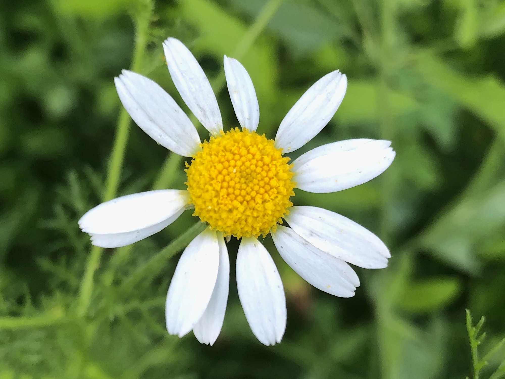Chamomile in grass between Monroe Street sidewalk and Marion Dunn woods in Madison, Wisconsin on June 29, 2019.