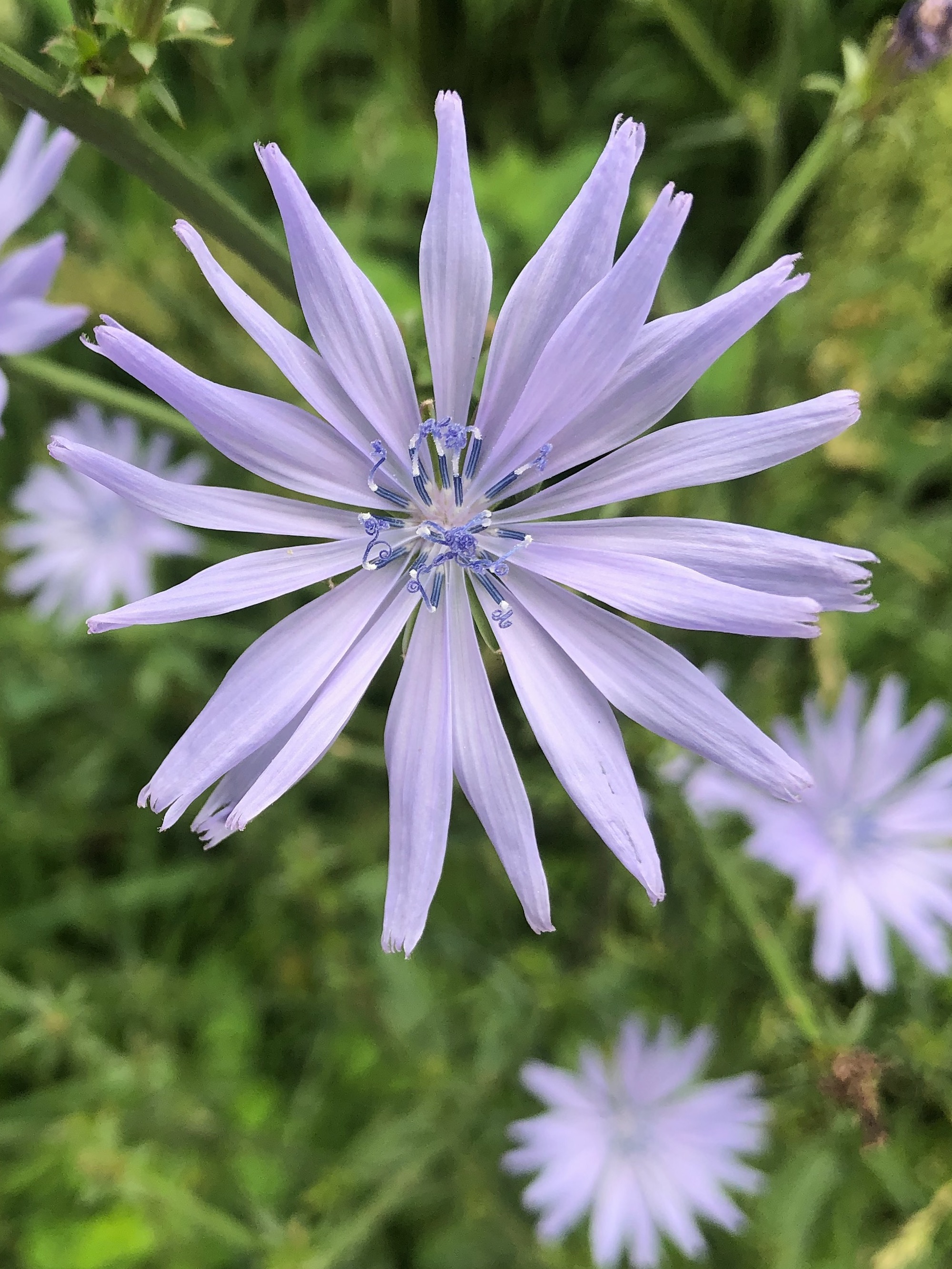 Chicory in Marion Dunn Prairie in Madison, Wisconsin on June 29, 2020.