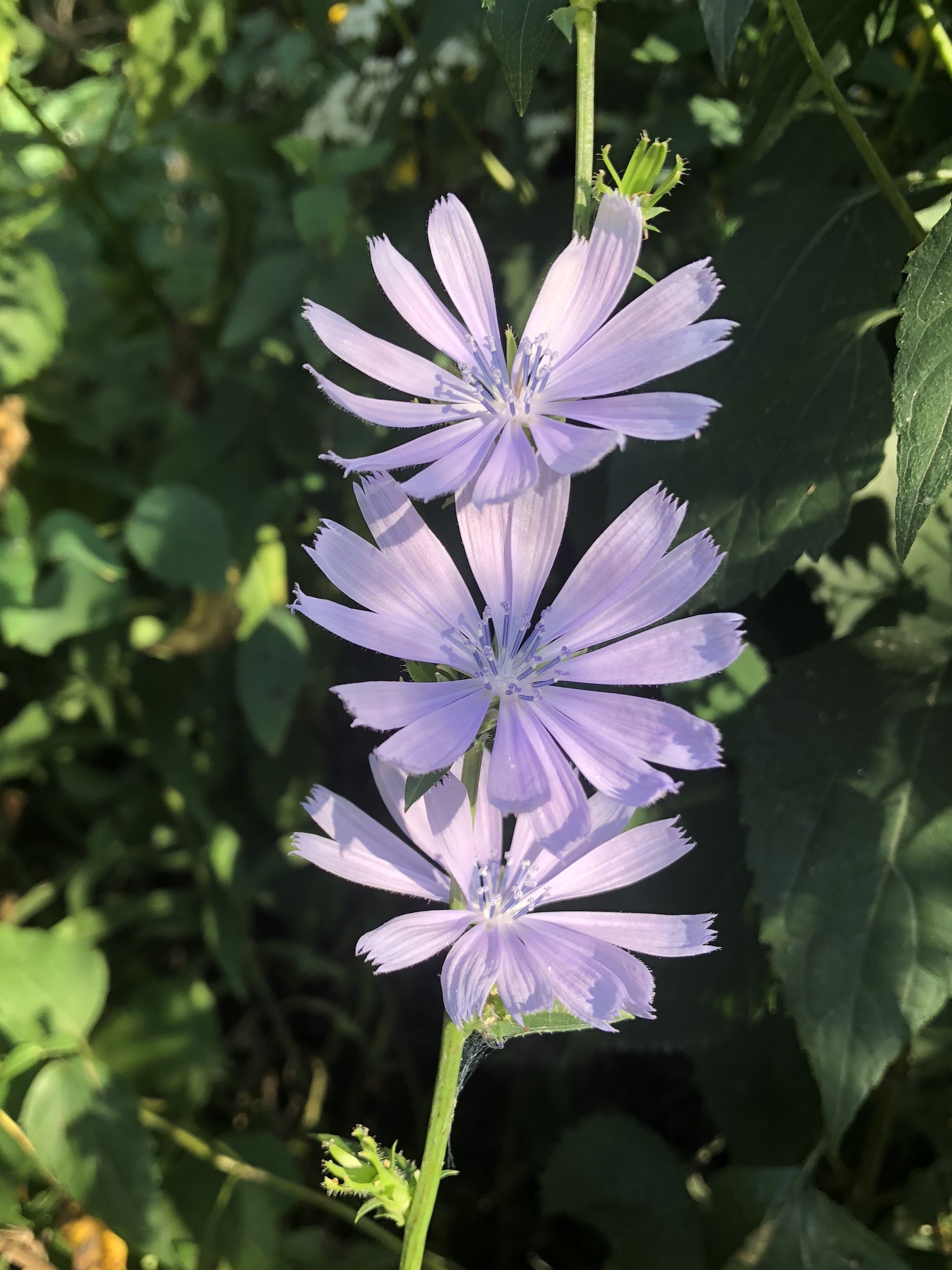 Chicory in Marion Dunn Prairie in Madison, Wisconsin on September 16, 2018.