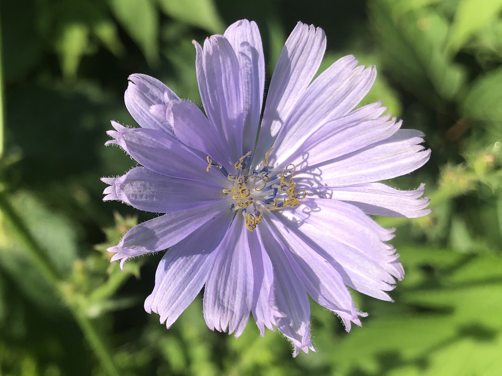 Chicory in Marion Dunn Prairie in Madison, Wisconsin on July 4, 2020.