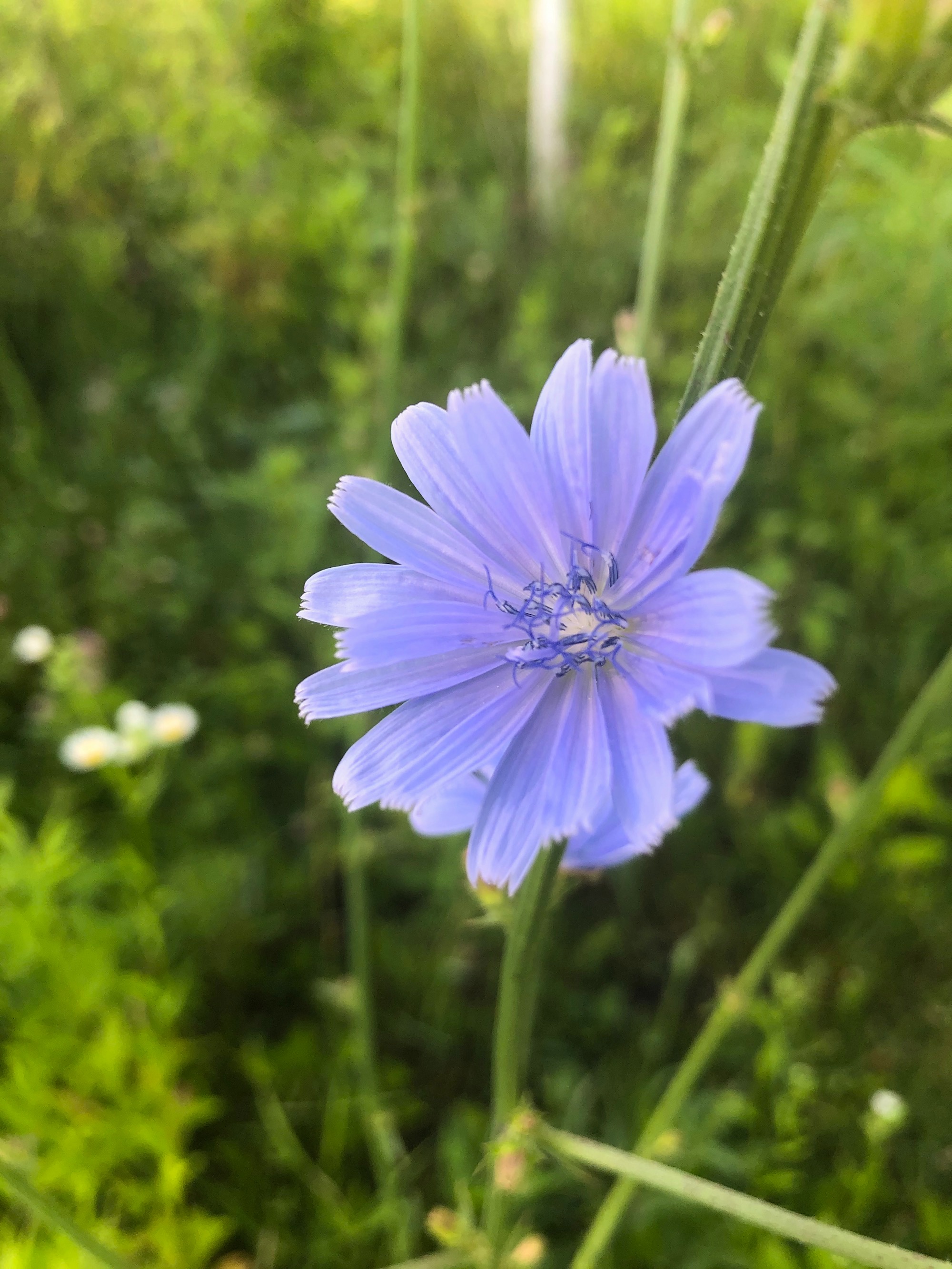 Chicory in Marion Dunn Prairie in Madison, Wisconsin on June 27, 2020.