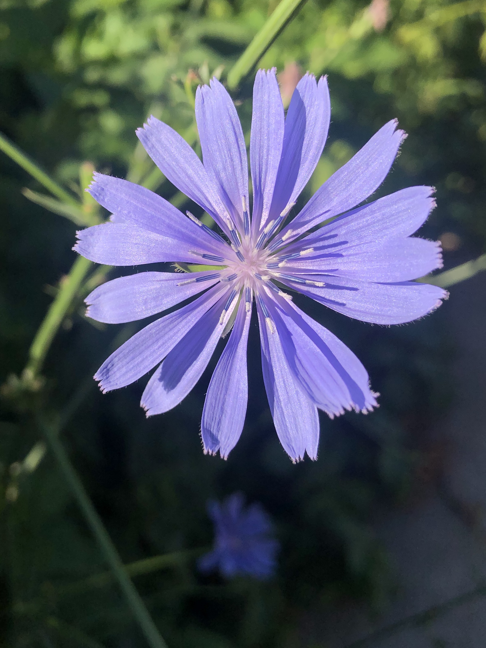 Chicory by Three Sisters Garden on Monroe Street in Madison, Wisconsin.