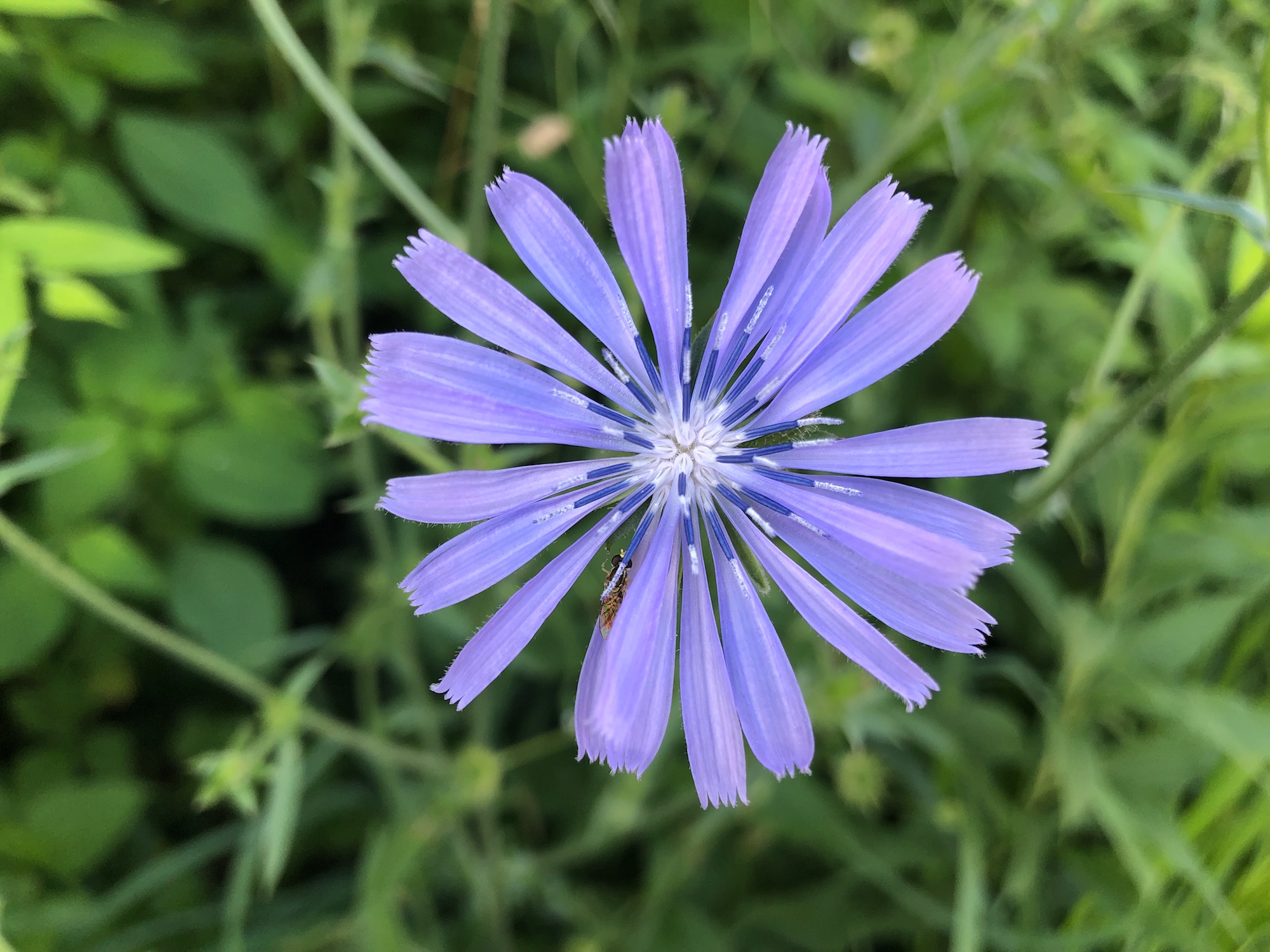Chicory in Marion Dunn Prairie in Madison, Wisconsin on July 7, 2019.