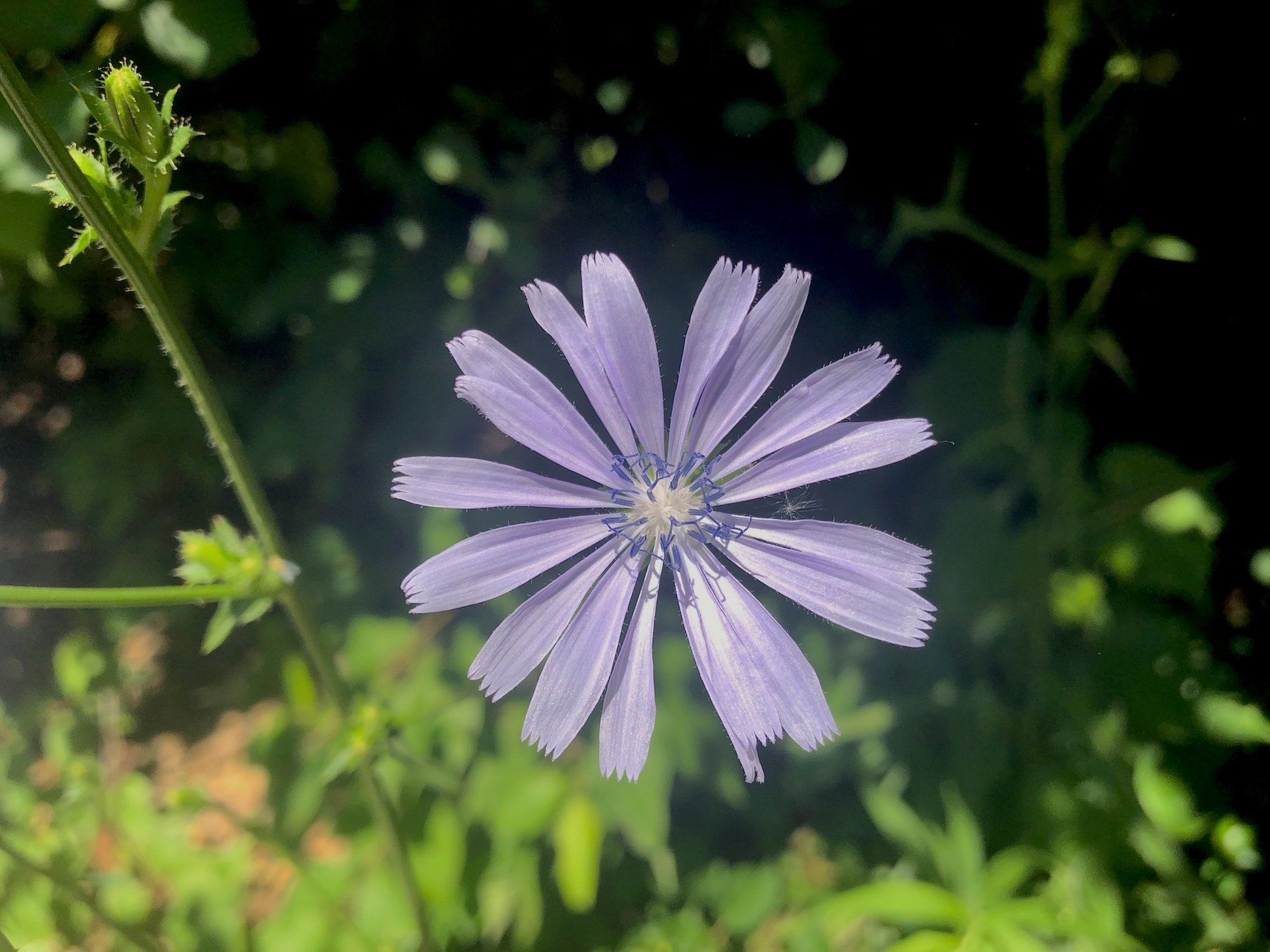 Chicory in Marion Dunn Prairie in Madison, Wisconsin on July 11, 2019.