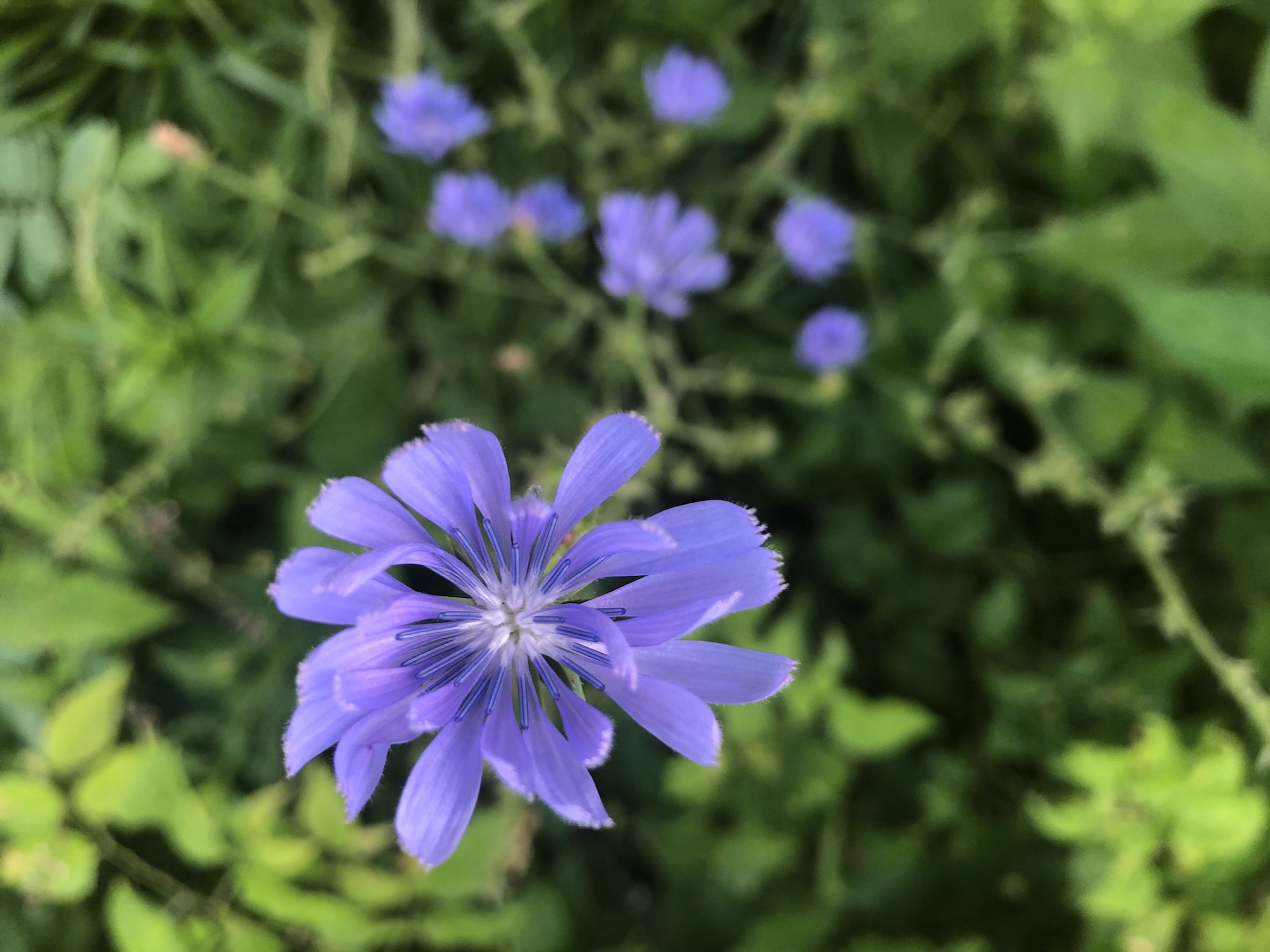 Chicory in Marion Dunn Prairie in Madison, Wisconsin on July 12, 2019.