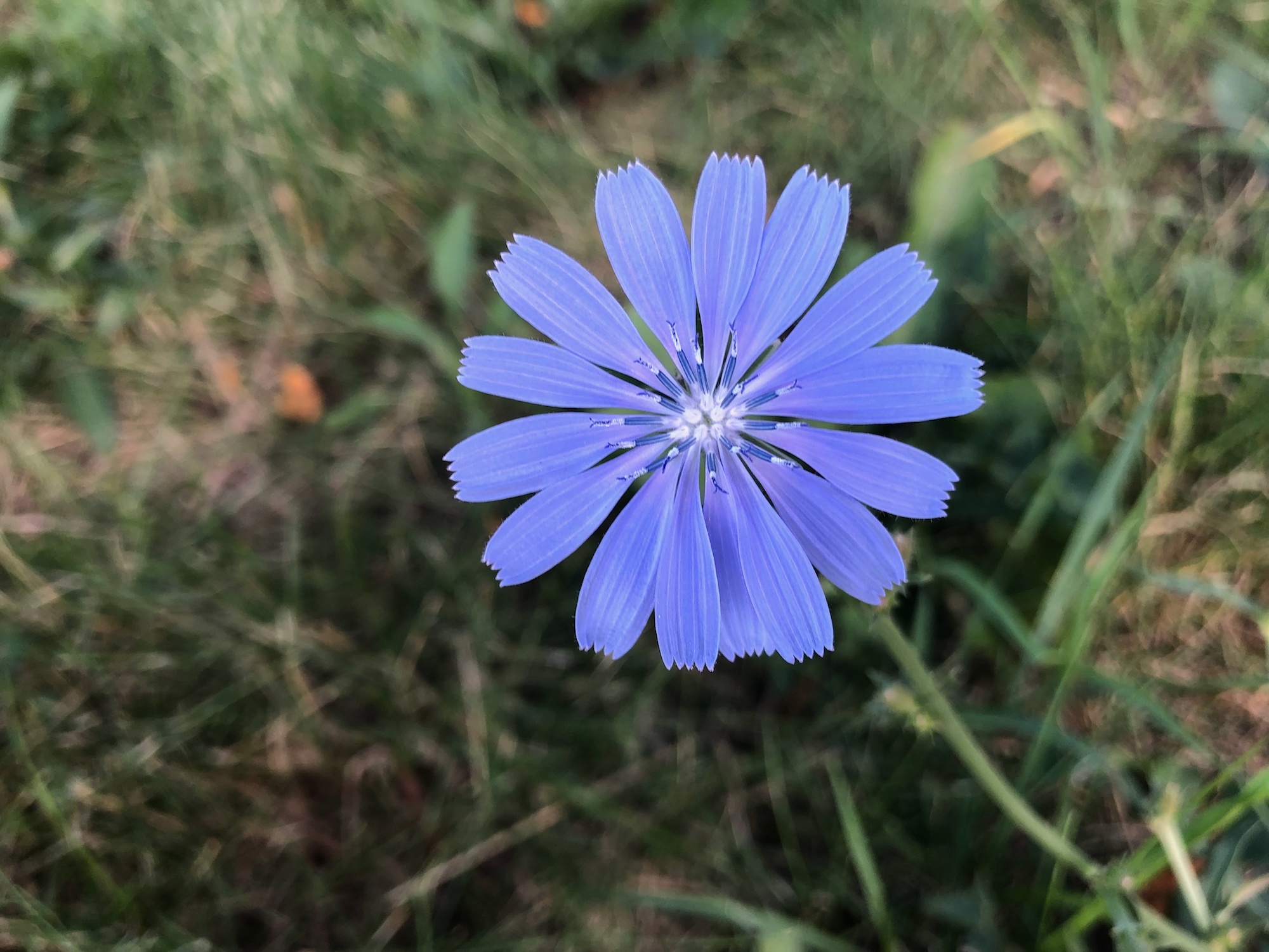 Chicory in Marion Dunn Prairie in Madison, Wisconsin on August 3, 2019.
