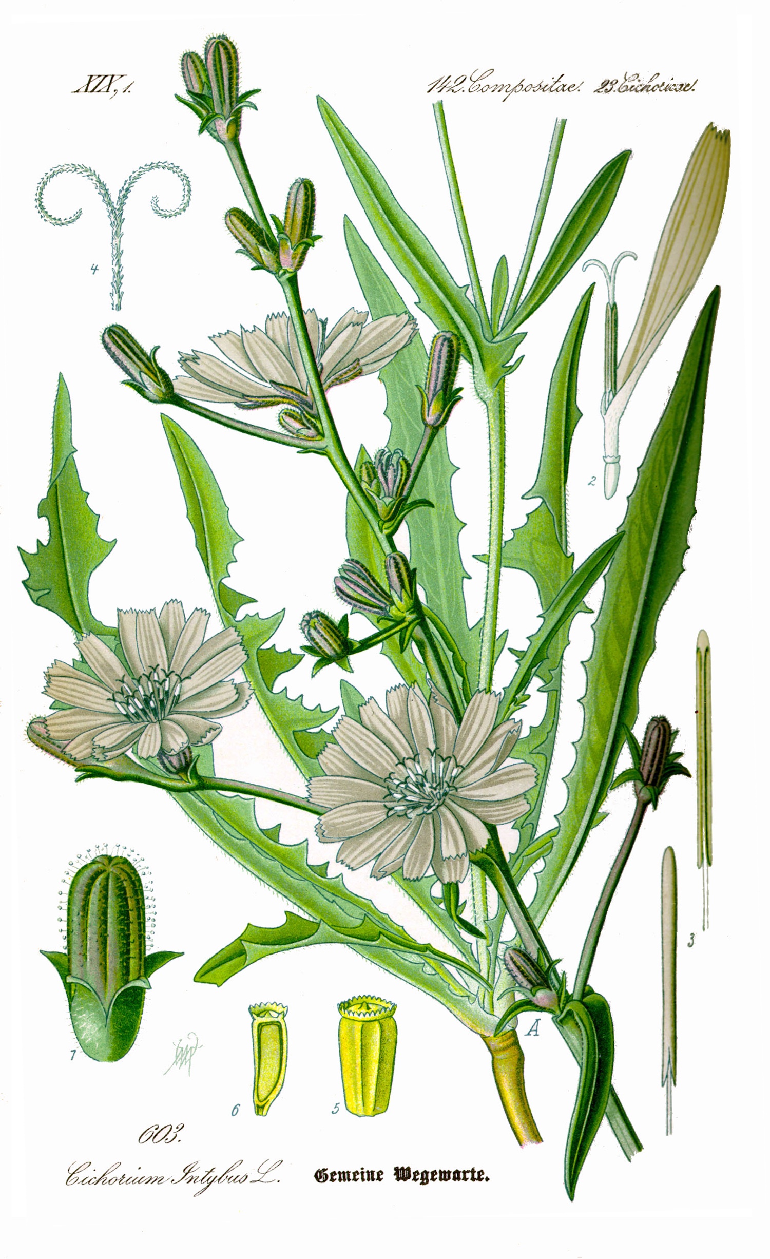 1885 Chicory botonical illustration.